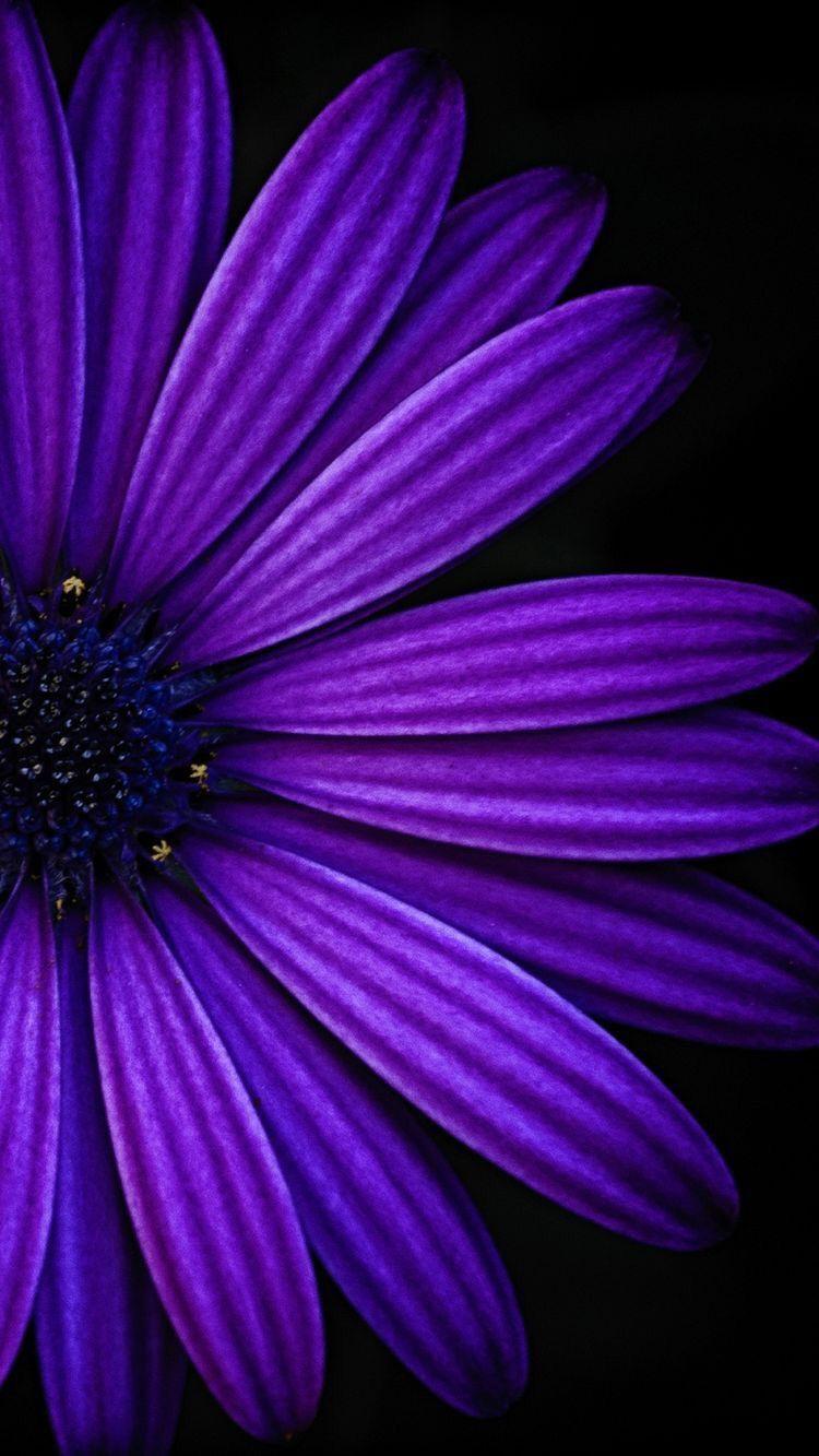 Purple Sunflower Background Images HD Pictures and Wallpaper For Free  Download  Pngtree