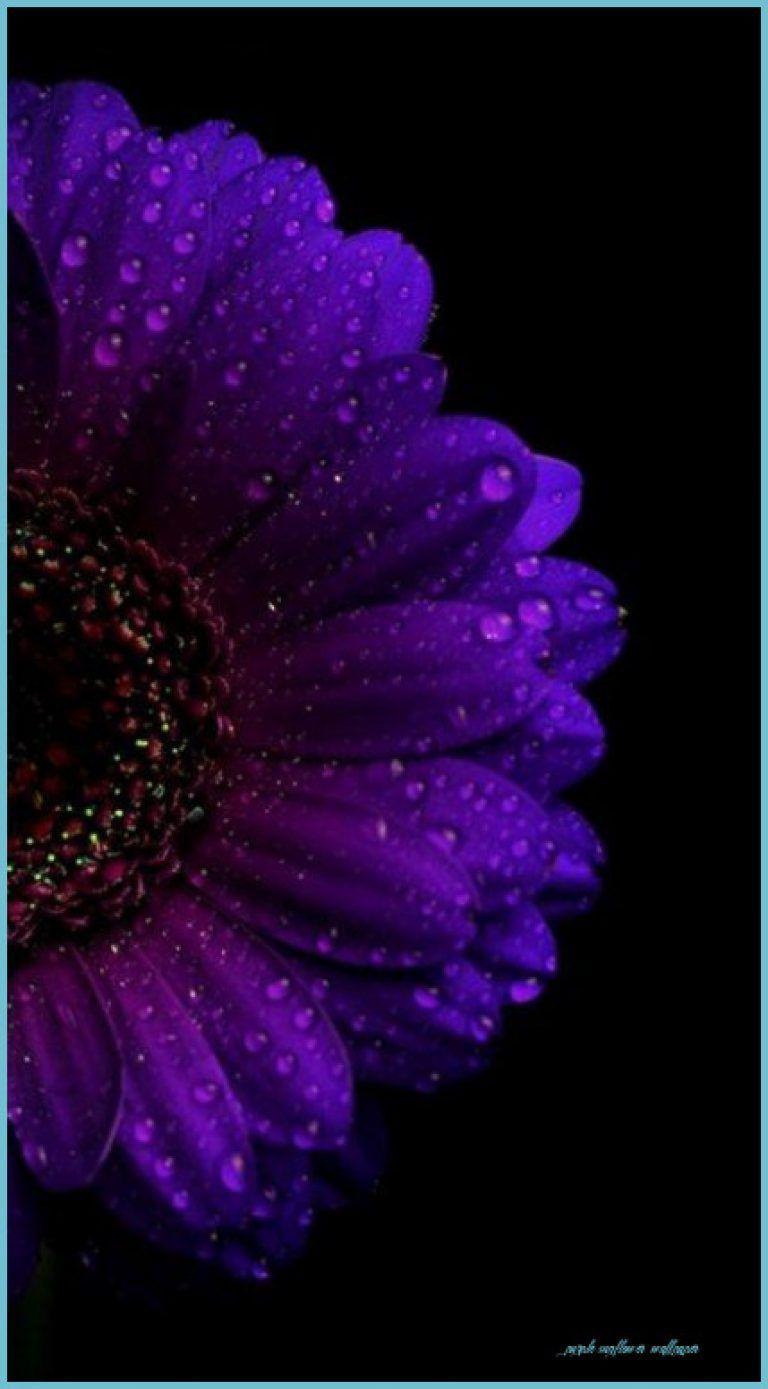 Purple Sunflower Wallpaper