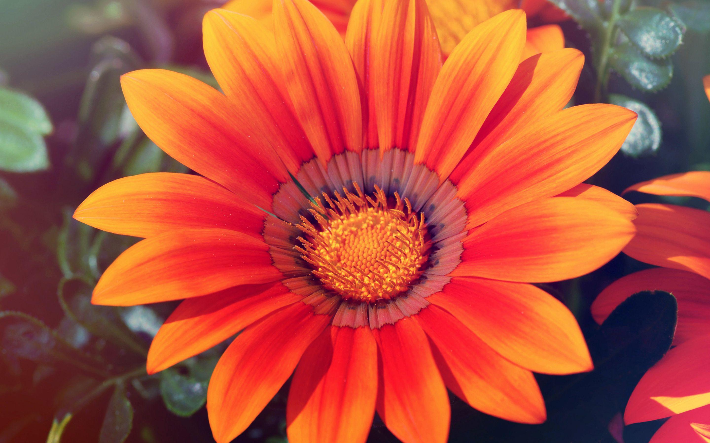 2880x1800 Wallpaper 4k Spring Sunflower Purple, Spring, Sunflower