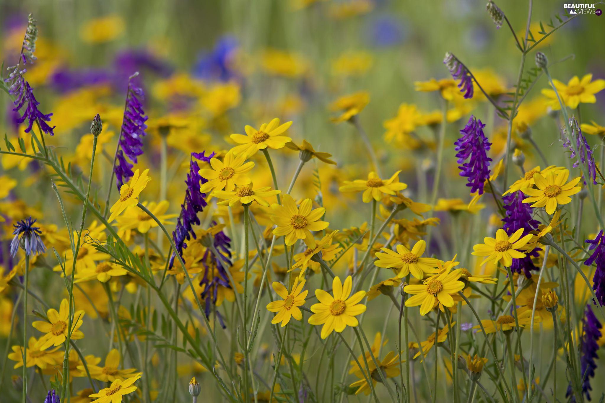 2048x1365 Yellow, Flowers, Vetch, Sunflower Rough, Meadow, purple views wallpaper: 2048x1365