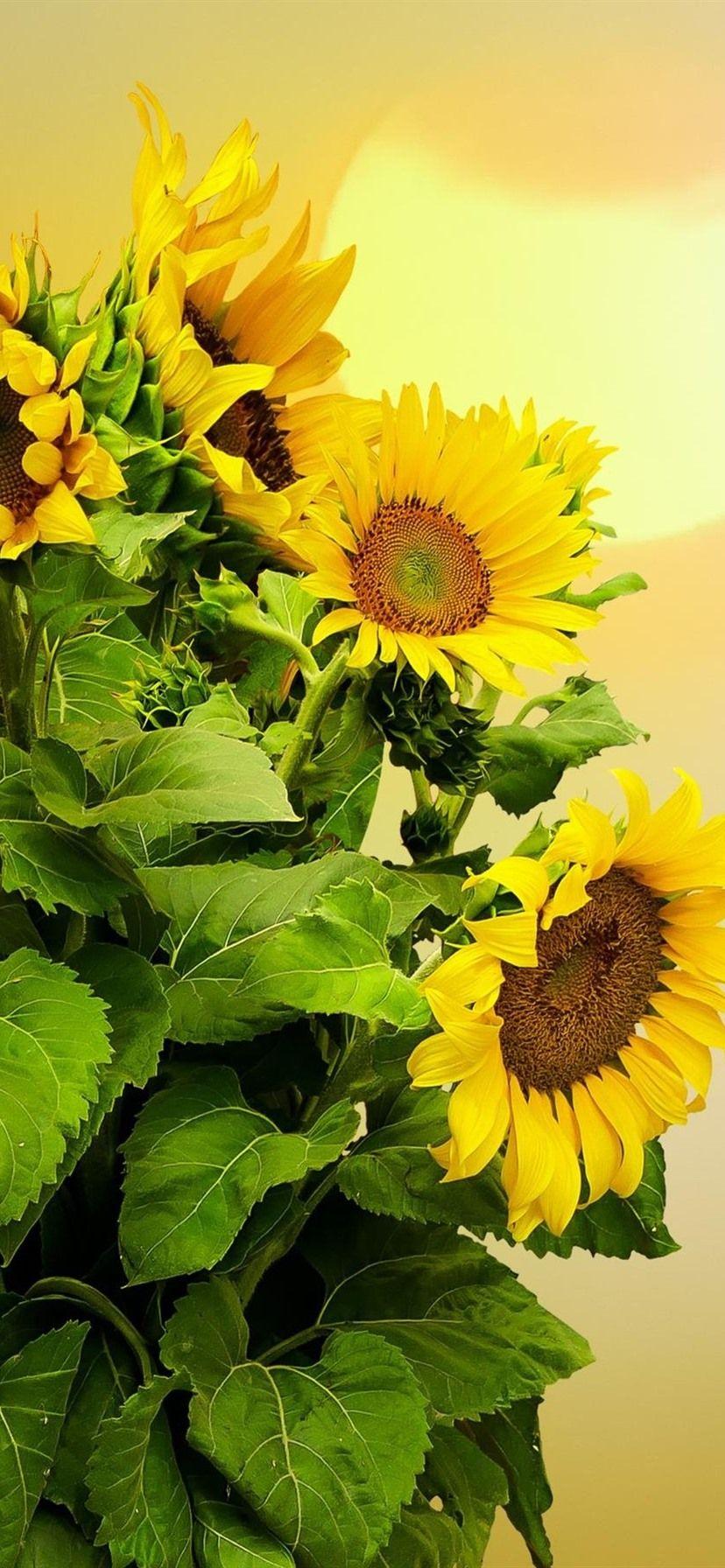 828x1792 Sunflowers, Sun 828x1792 IPhone 11 XR Wallpaper, Background, Picture, Image