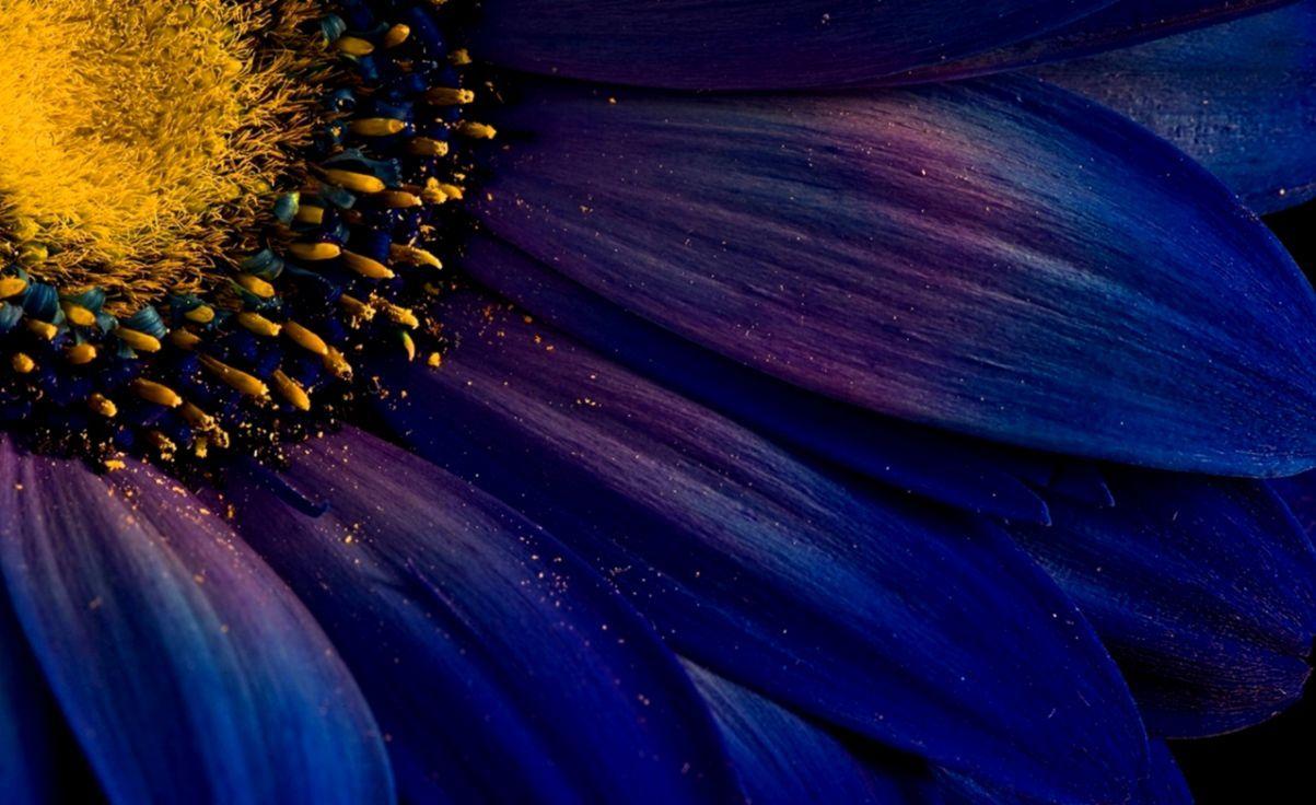 1203x736 Sunflower Wallpaper Blue