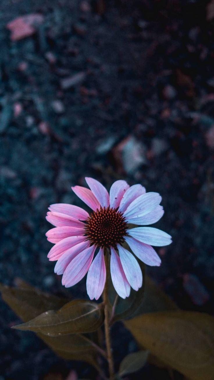 736x1308 Aesthetic Wallpaper. Papeis de parede diferentes, Papel de parede de arte, Tumblr wallpaper