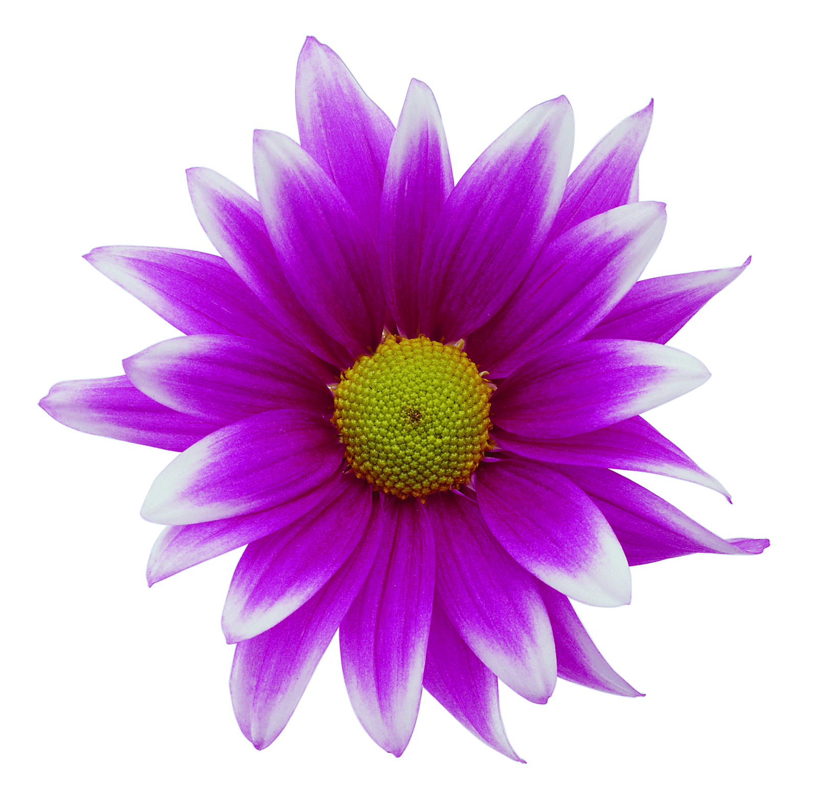 1600x1561 Free Purple Sunflower Clipart, Download Free Clip Art, Free Clip Art on Clipart Library