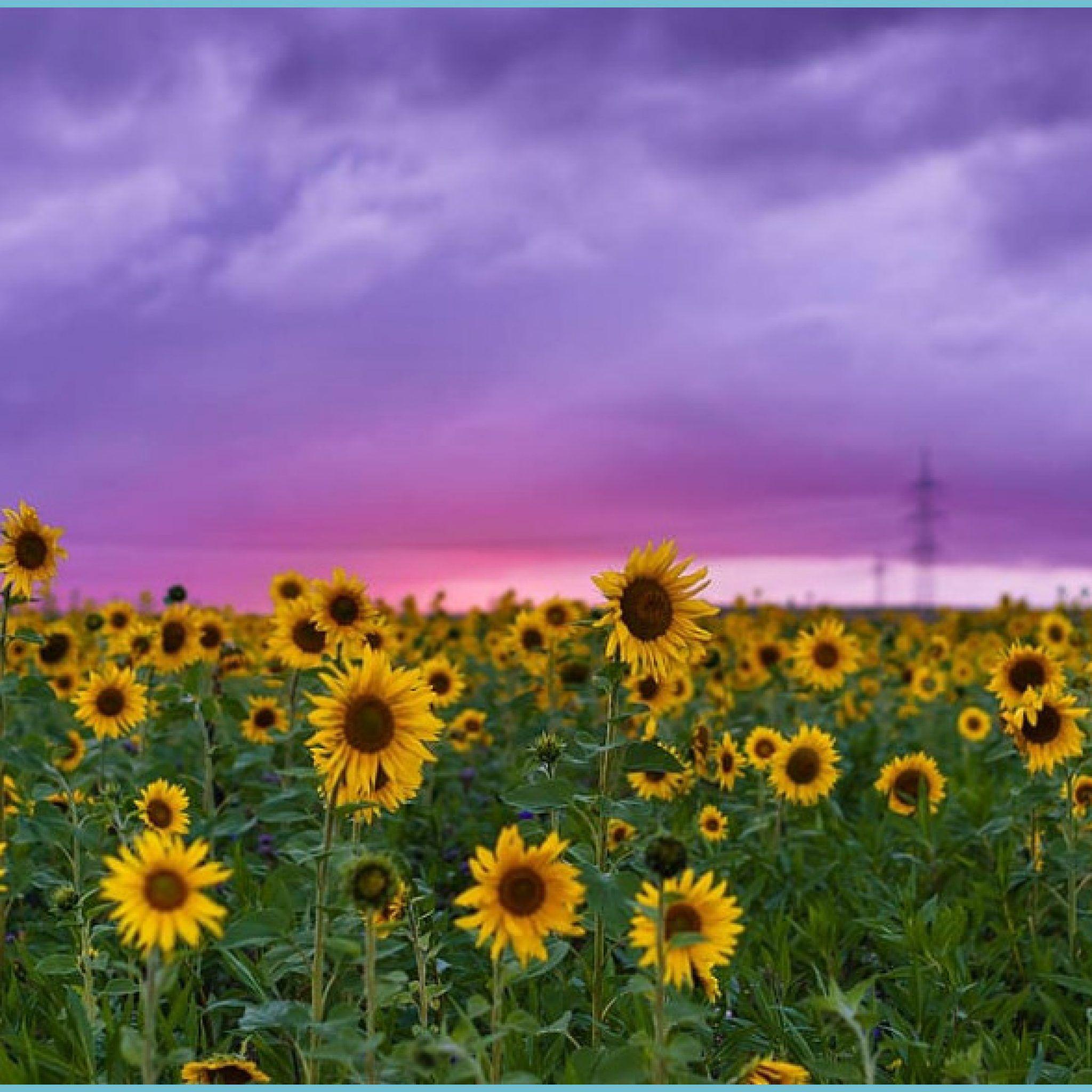 Purple Sunflower Wallpapers - Top Free Purple Sunflower Backgrounds