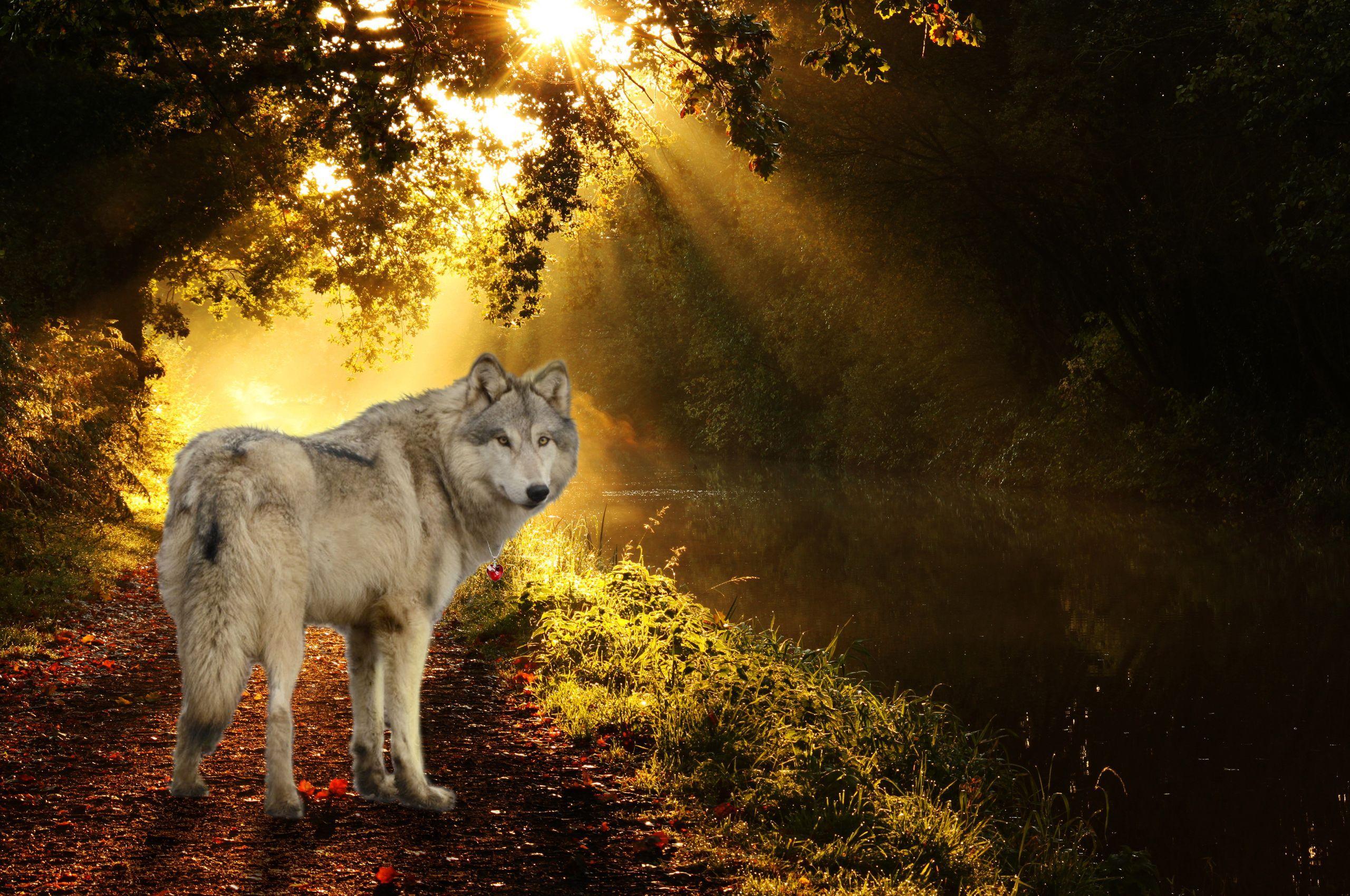 Autumn Wolves Wallpapers - Top Free Autumn Wolves Backgrounds ...