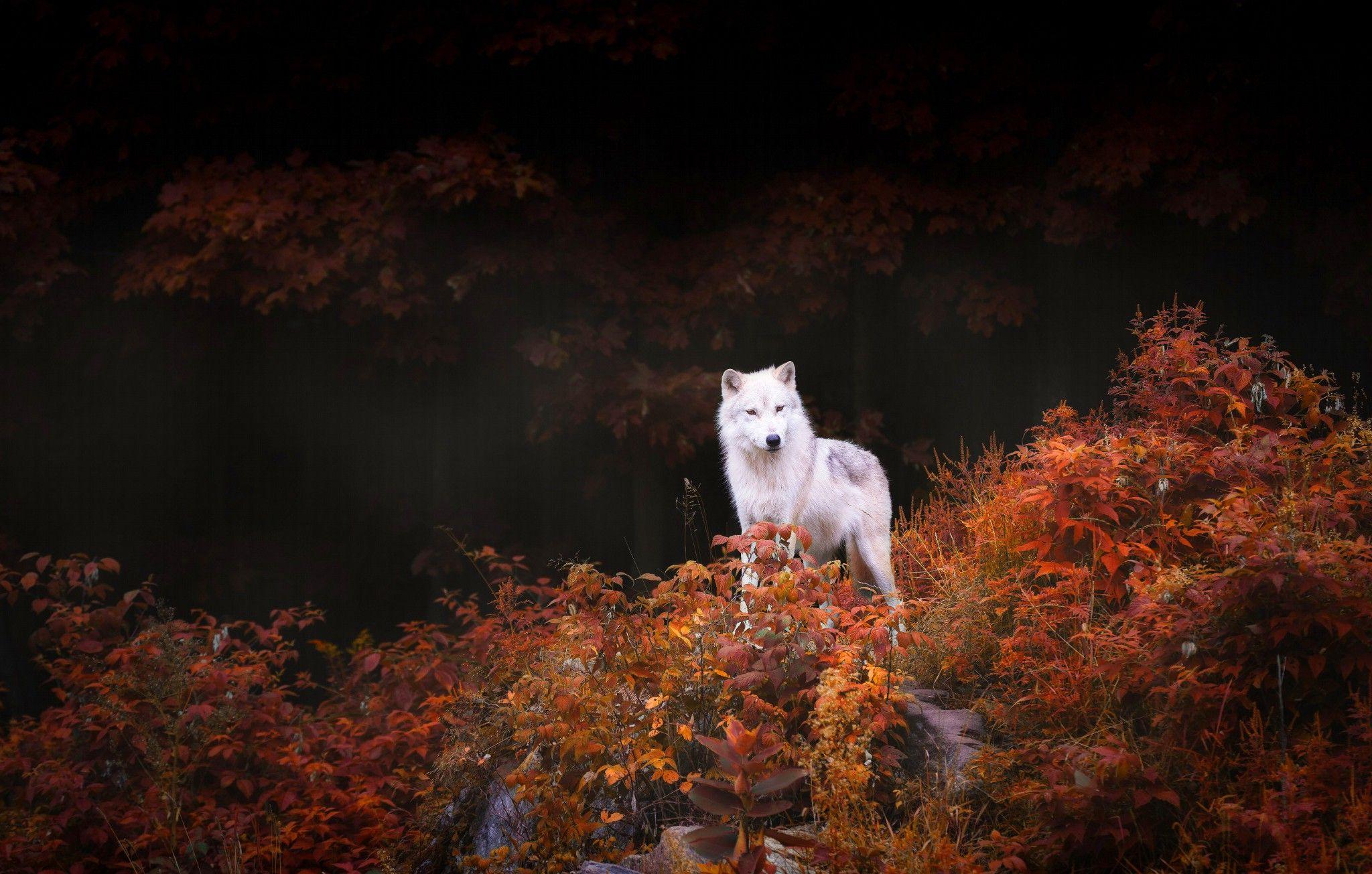 2048x1305 Autumn Wolf Wallpaper. Autumn Wallpaper, Best Autumn Wallpaper and Lonely Autumn HD Wallpaper