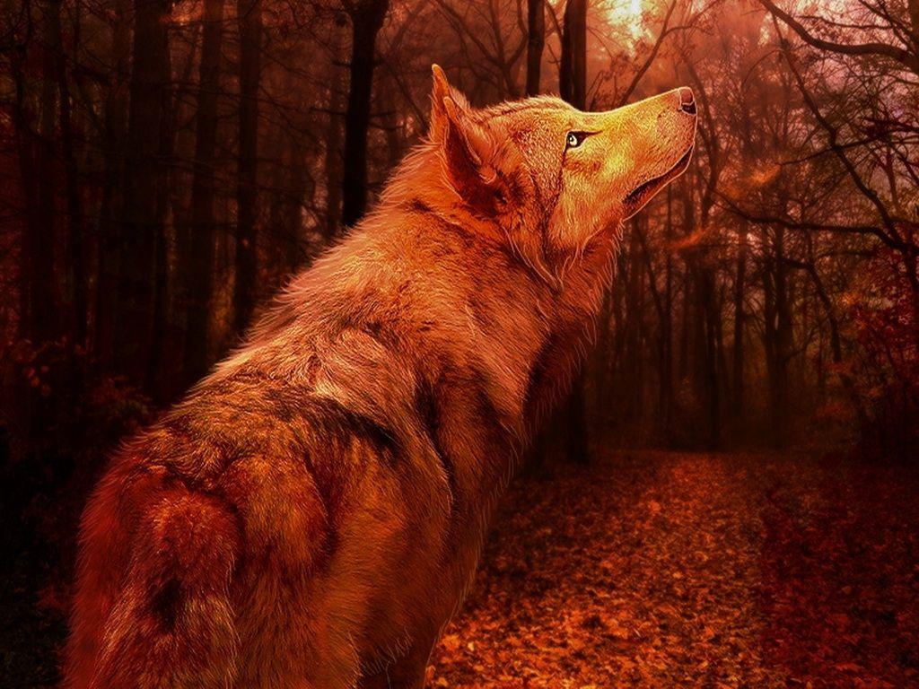 1024x768 Autumn Wolves Wallpaper