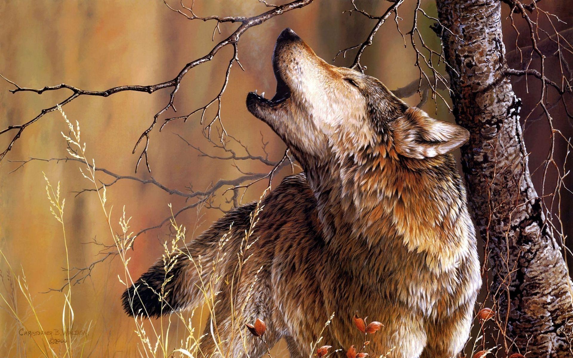 1920x1200 Autumn Wolves Wallpaper