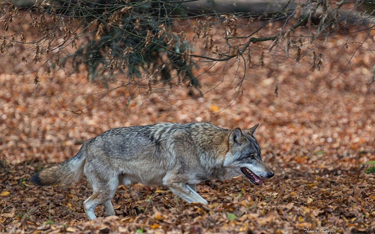 1280x800 Photos wolf Leaf Autumn Animals