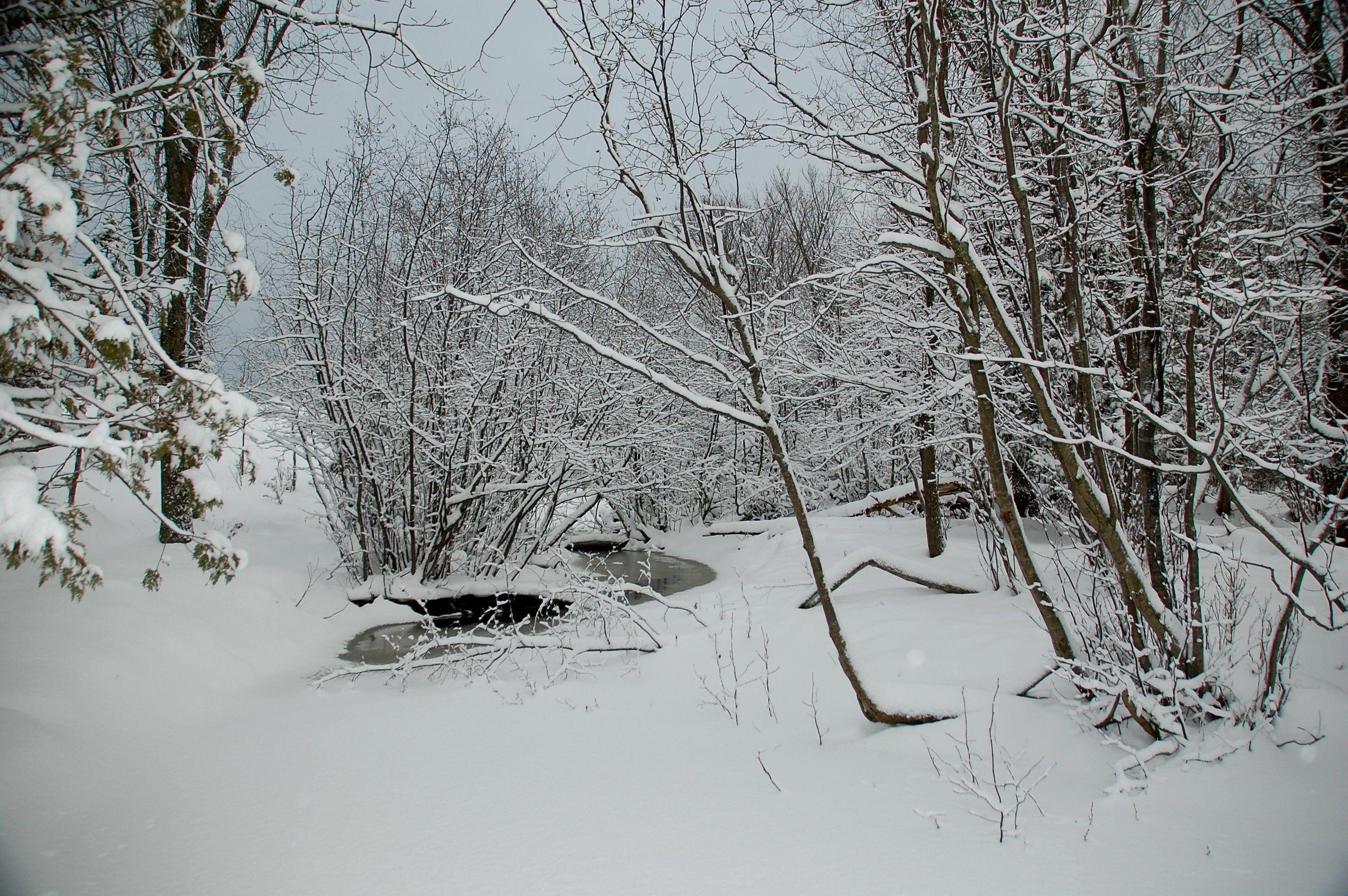 3008x2000 Michigan Winter Trees Snow Storm Wallpaper National Geographic
