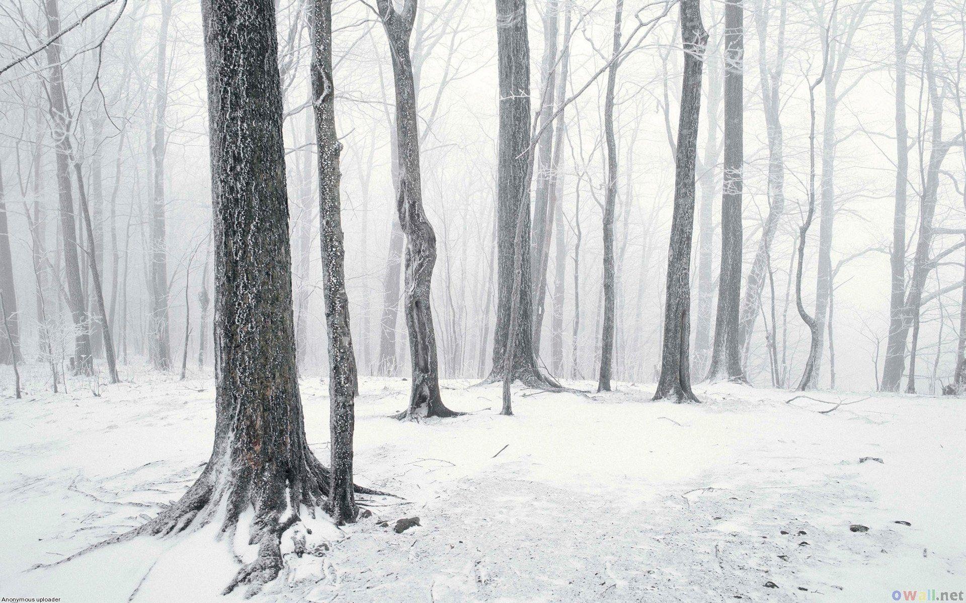 1920x1200 Snow Storm 653494