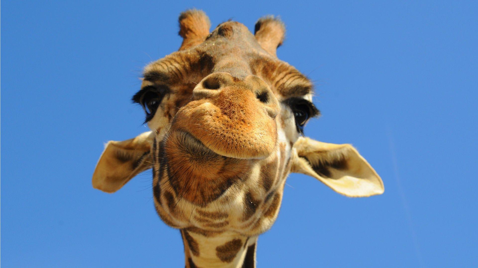 1920x1080 Giraffe!. Funny giraffe, Giraffe picture, Giraffe