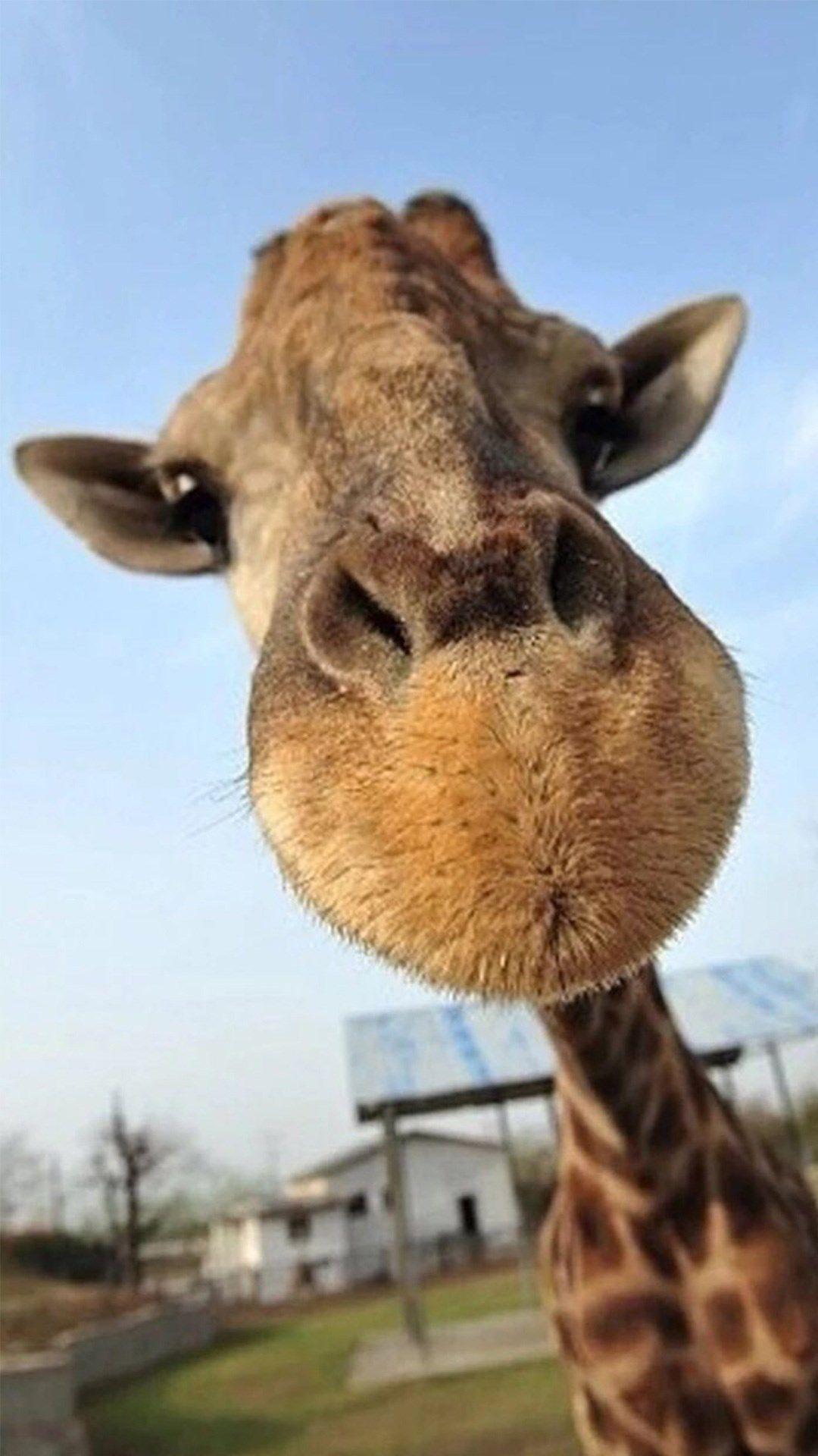 Funny Giraffe Wallpapers Top Free Funny Giraffe