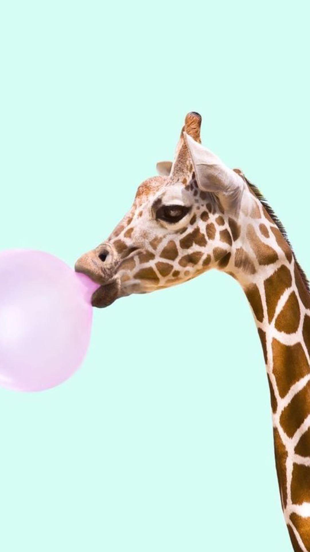 1080x1920 Giraffe, Giraffidae, Terrestrial animal, Neck, Wildlife, Snout. iPhone wallpaper glitter, Animal wallpaper, iPhone wallpaper hipster