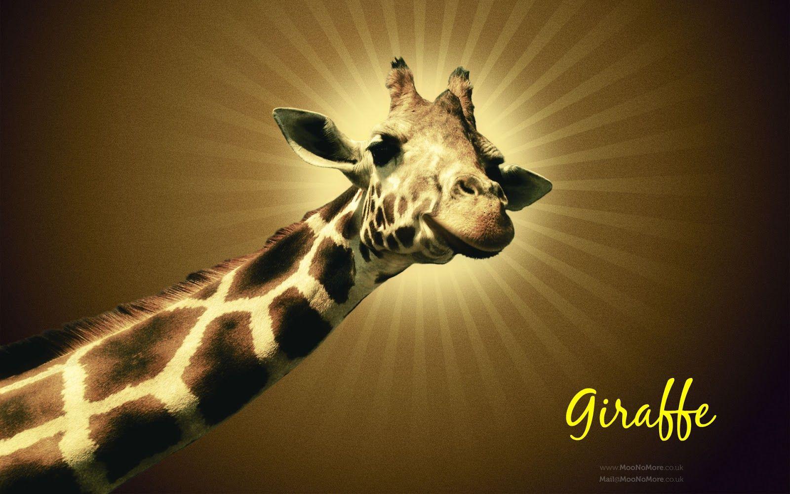 1600x1000 Cute Giraffe Wallpaper