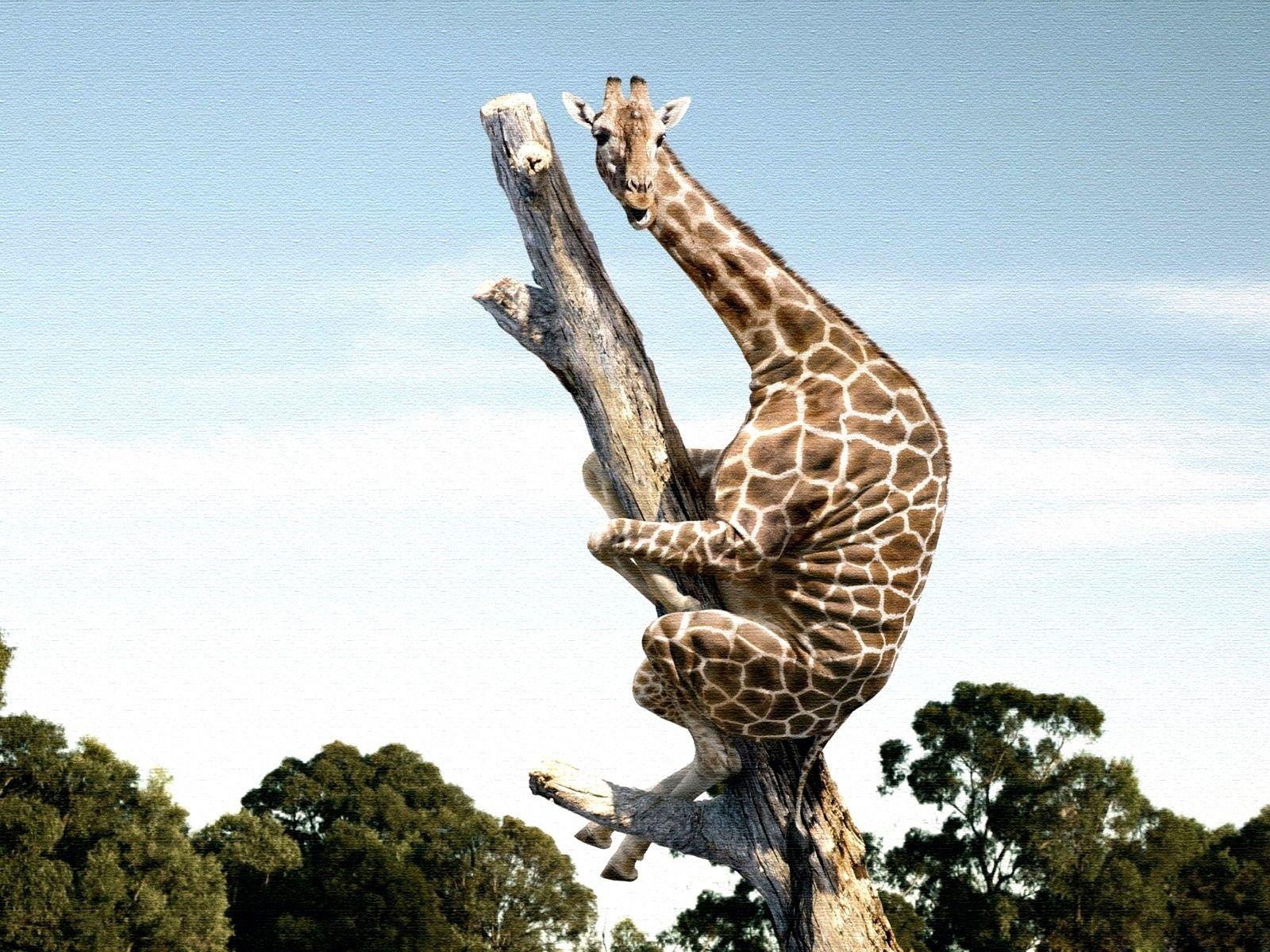 1600x1200 Funny Giraffe Picture 22882