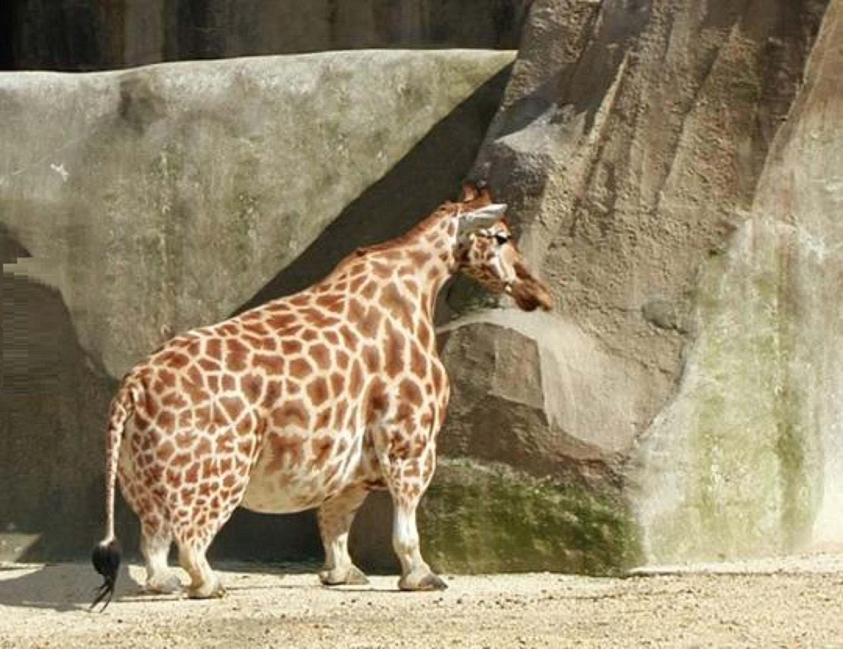 2700x2080 Funny Giraffe With Dwarfism