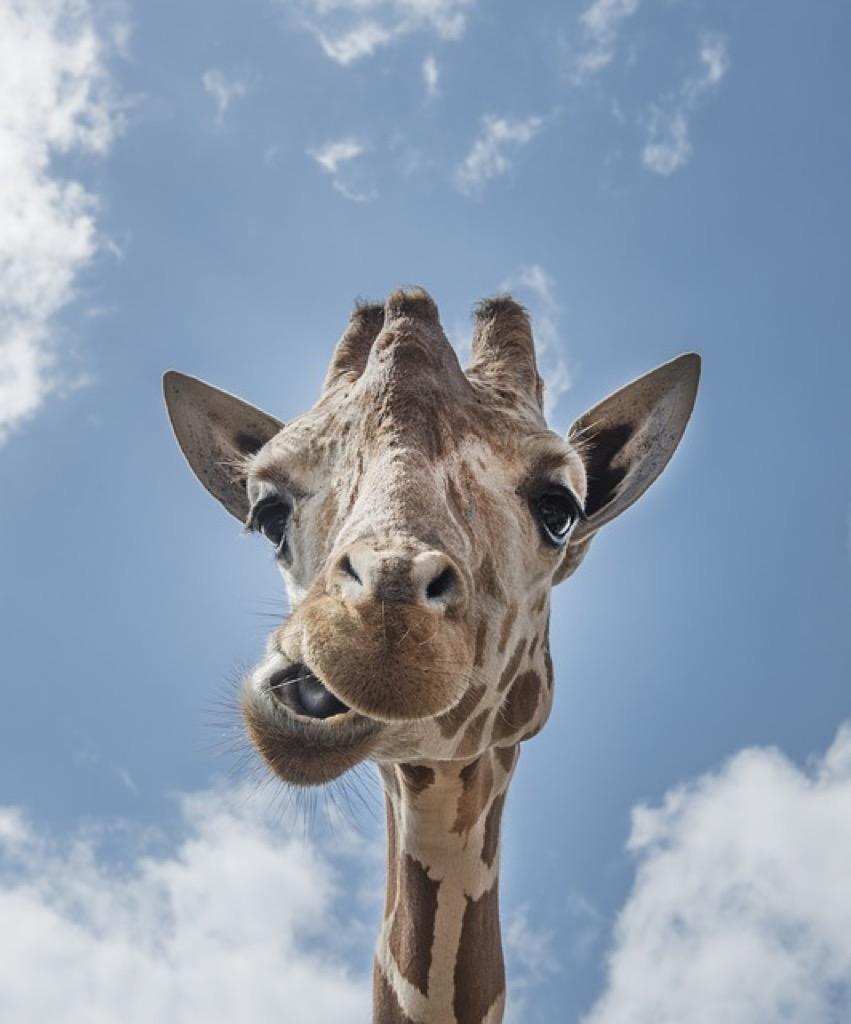 851x1024 Funny Giraffe Wallpaper FREE for Android