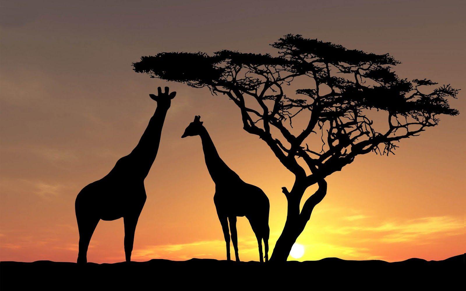 1600x1000 Giraffe HD Wallpaper