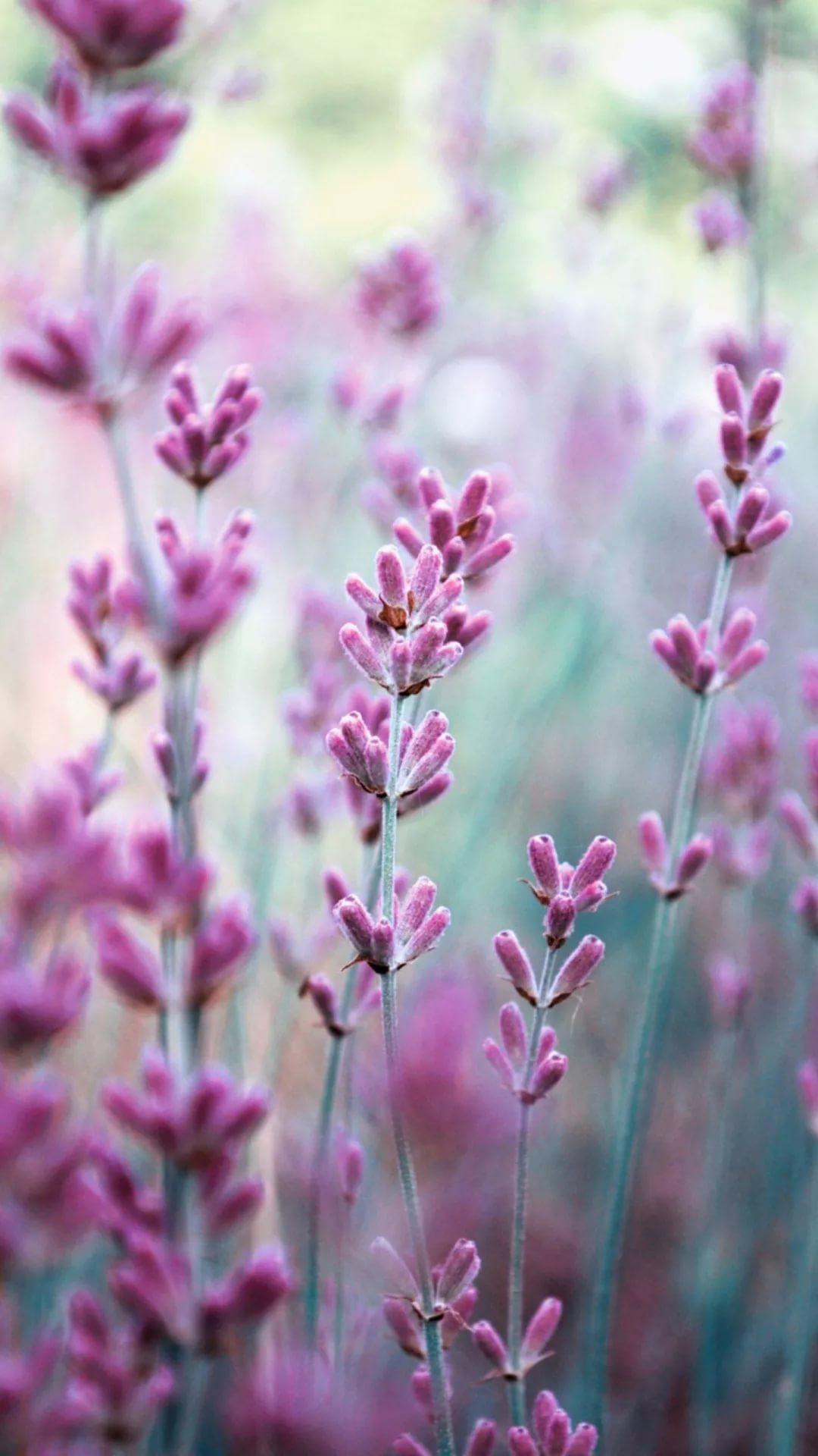 1080x1920 Lavender iPhone Wallpaper