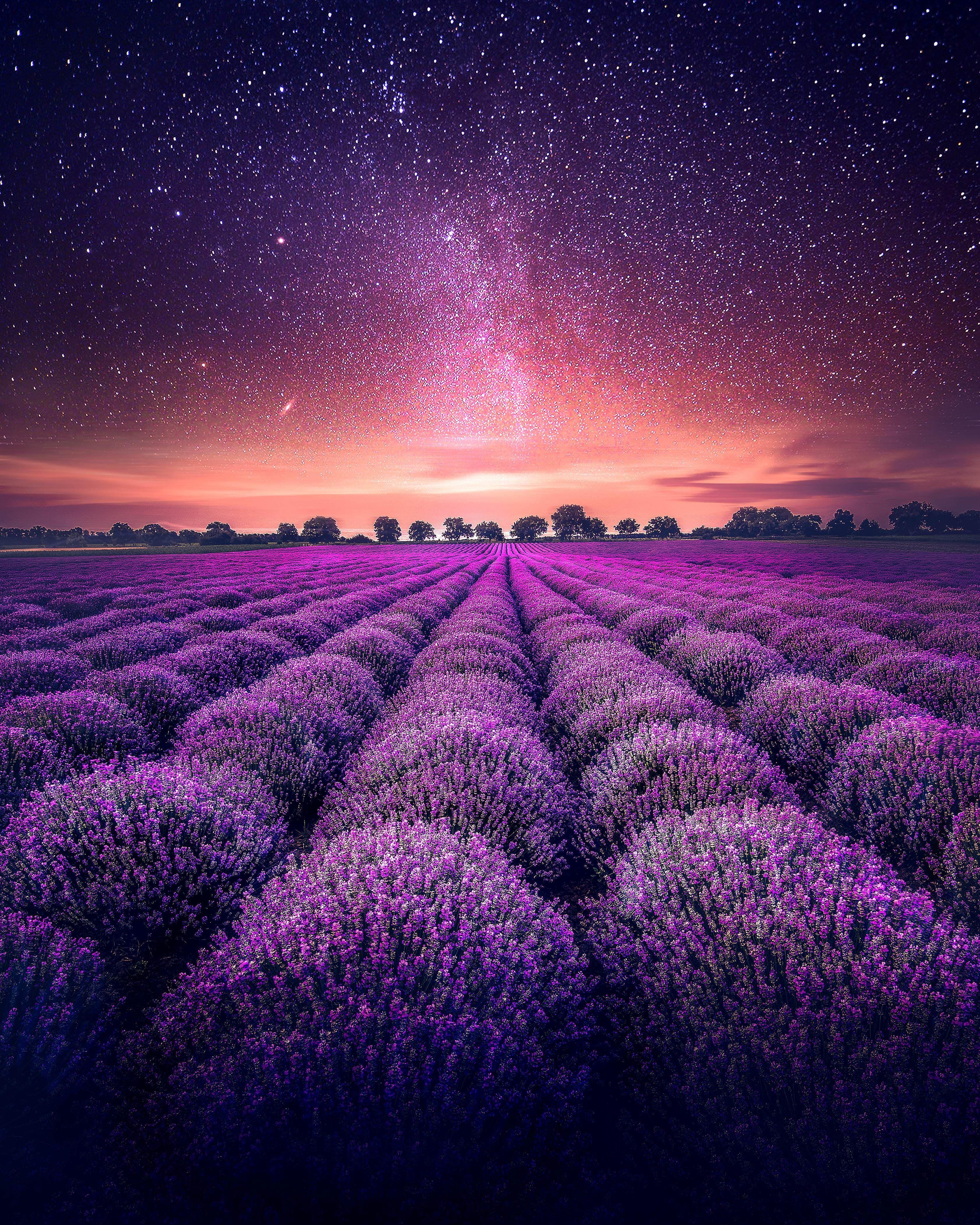 3363x4204 Lavender farm Lavender fields Starry sky K K #wallpaper #hdwallpaper #desktop. Field wallpaper, Nature photography, Lavender fields