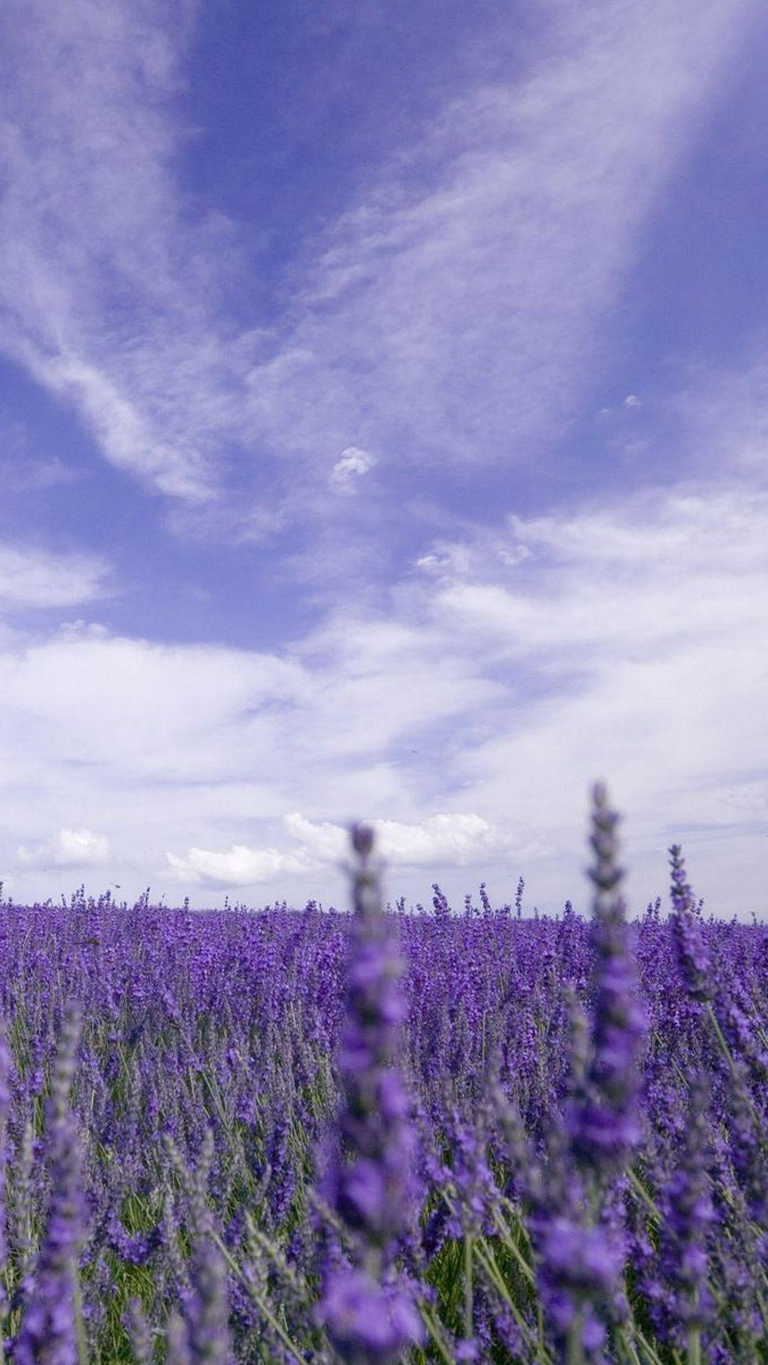 Lavender iPhone Wallpapers - Top Free Lavender iPhone Backgrounds