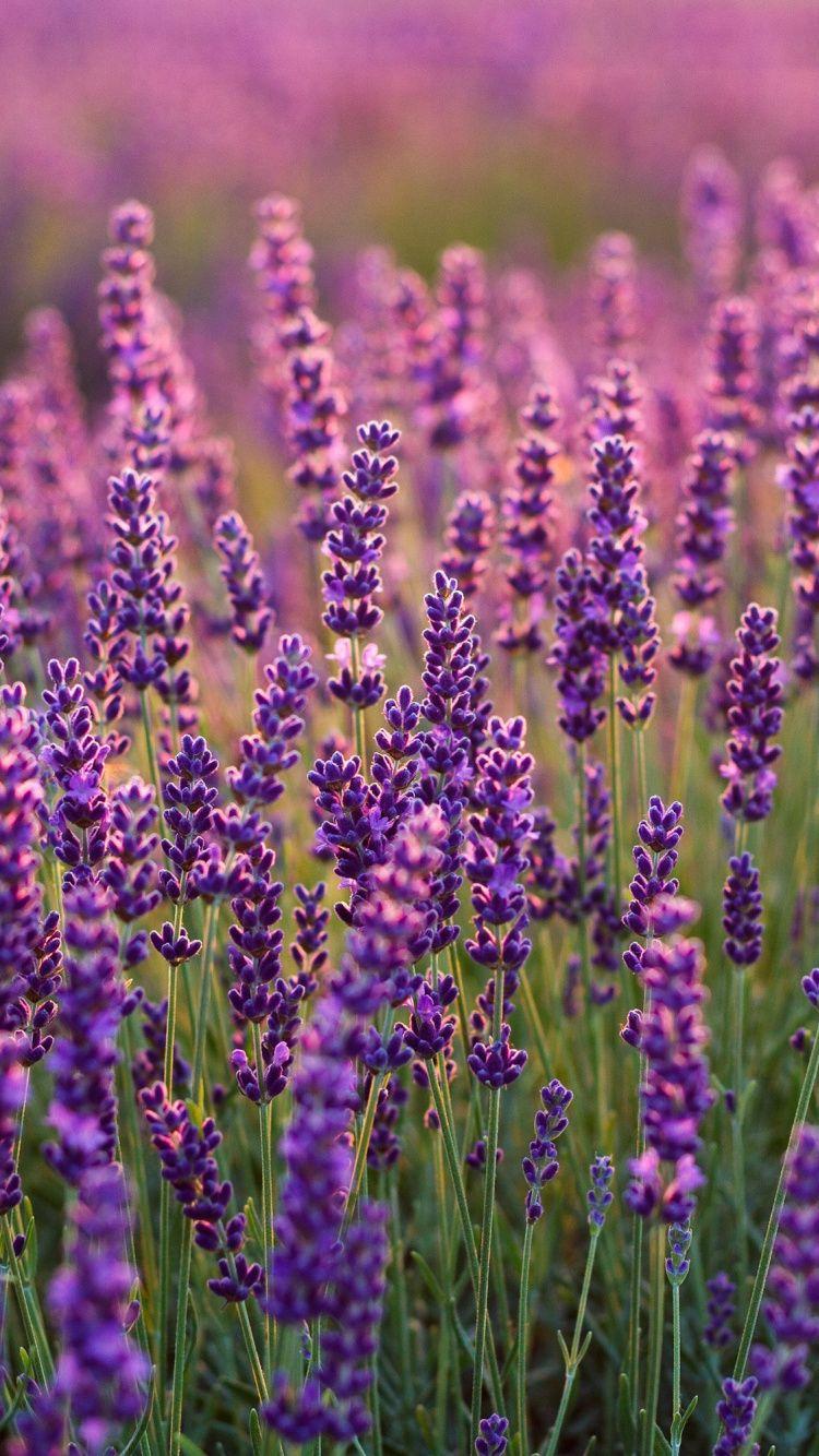750x1334 Lavenders, Lavender Farm, Plants, Wallpaper Resolution Lavender Fields