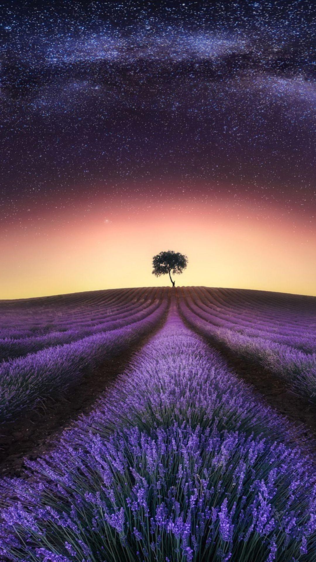 1080x1920 Lavender At Night iPhone 8 Wallpaper Free Download