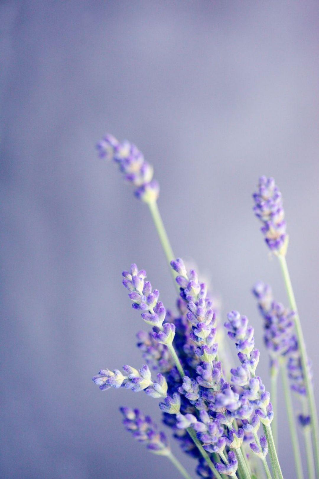 Lavender iPhone Wallpapers - Top Free Lavender iPhone Backgrounds