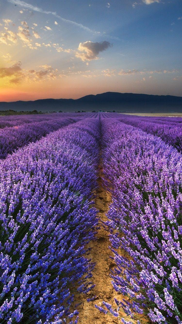 750x1334 Sunrise, Morning, Field, Lavender Flowers 750x1334 IPhone 8 7 6 6S Wallpaper, Background, Picture, Image
