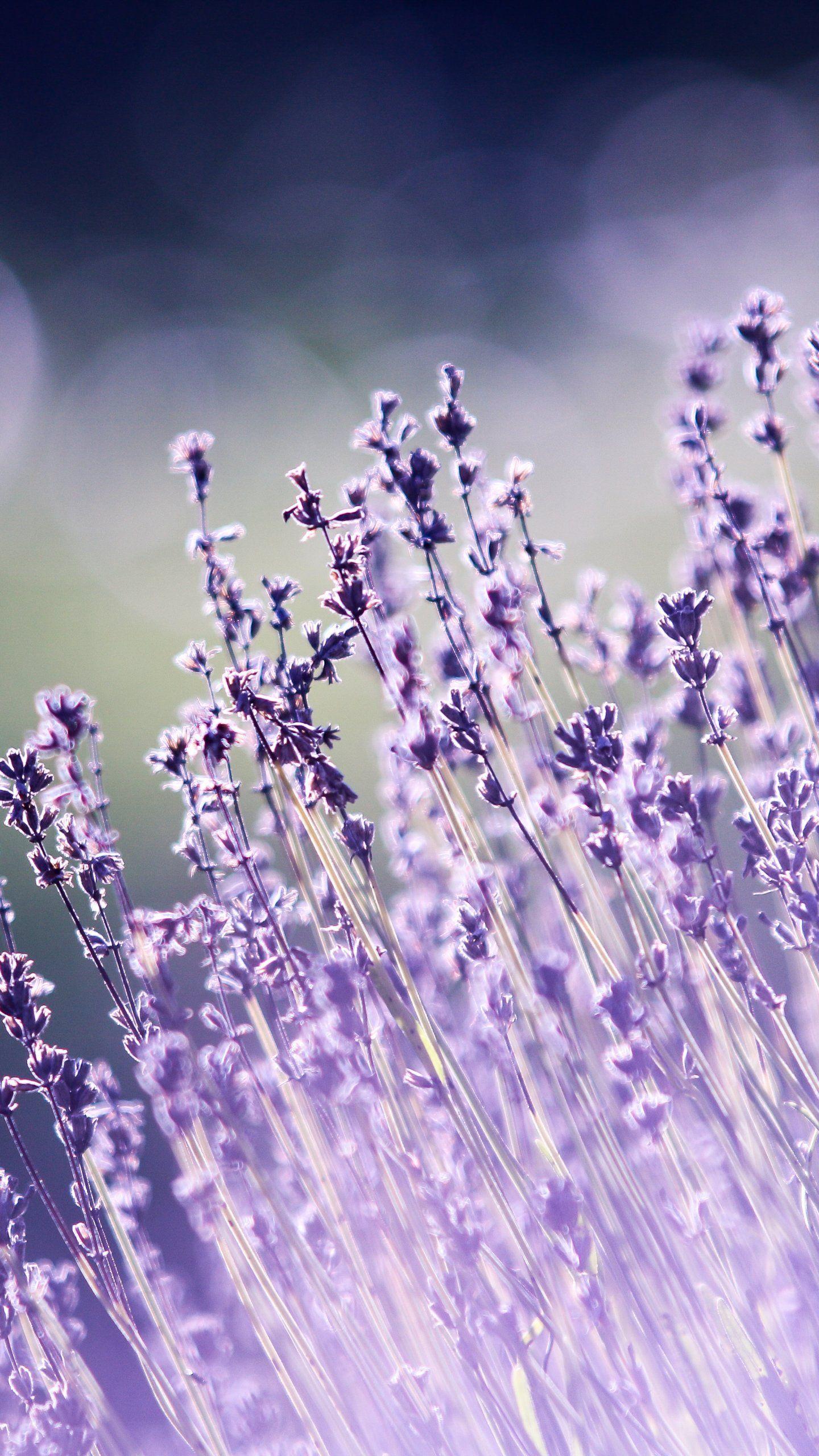1440x2560 Lavender