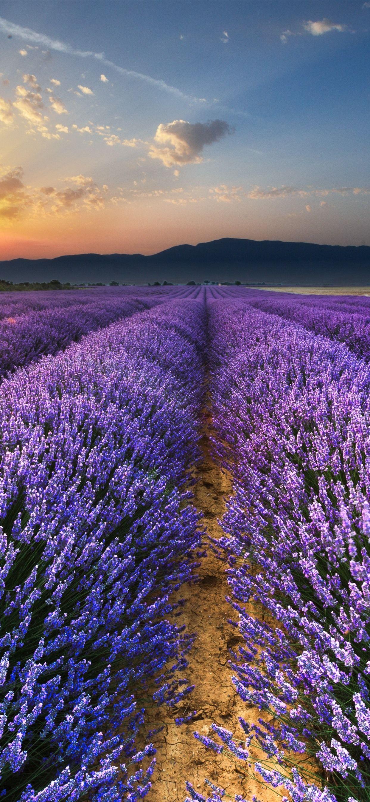 1242x2688 Purple Lavender Flowers Field, Sunrise, Glare, Morning 1242x2688 IPhone 11 Pro XS Max Wallpaper, Background, Picture, Image