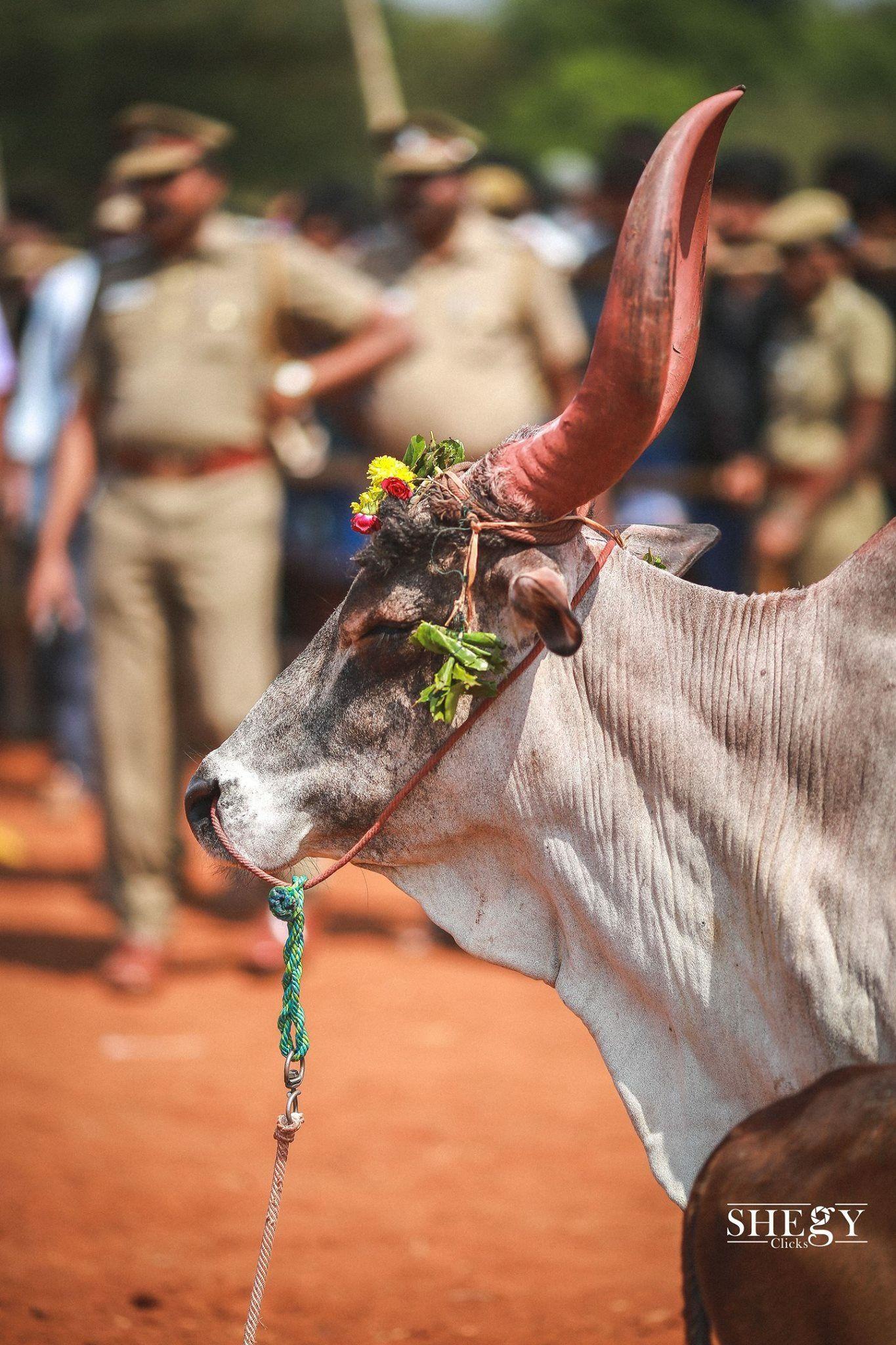 560 Jallikattu Photos  High Res Pictures  Getty Images