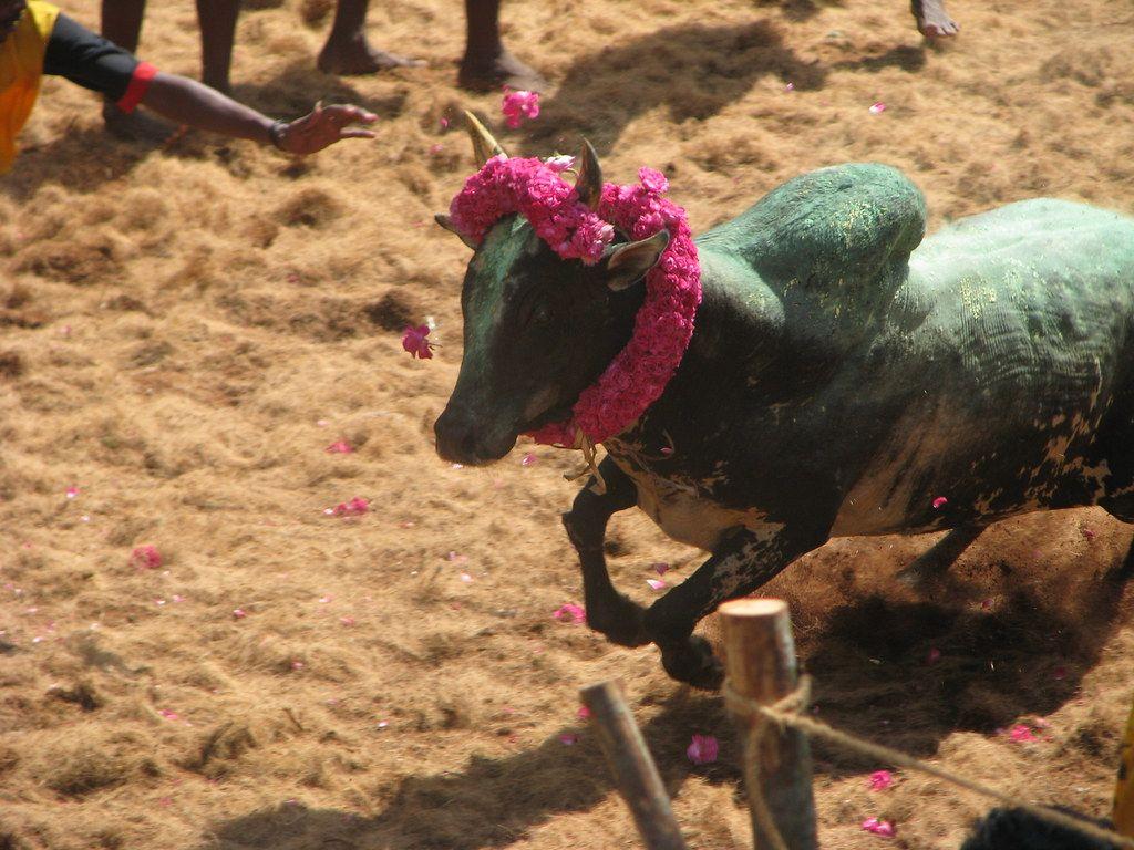1024x768 Alanganallur Jallikattu Alanganallur Jallikattu Wallpaper & Background Download