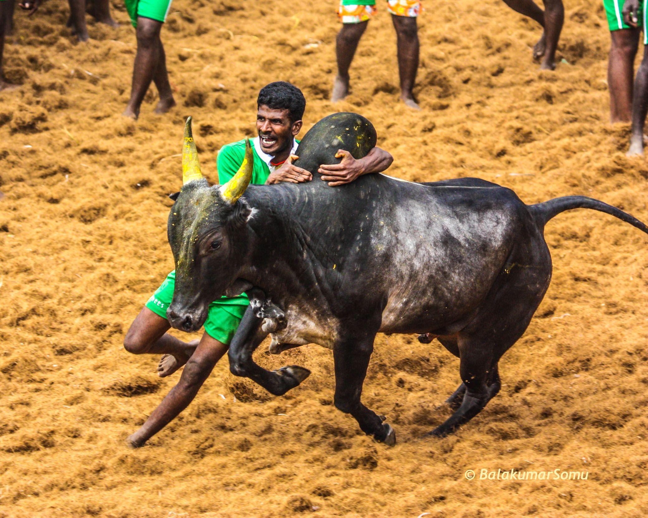 2079x1663 From fall of Olympics to Jallikattu ban