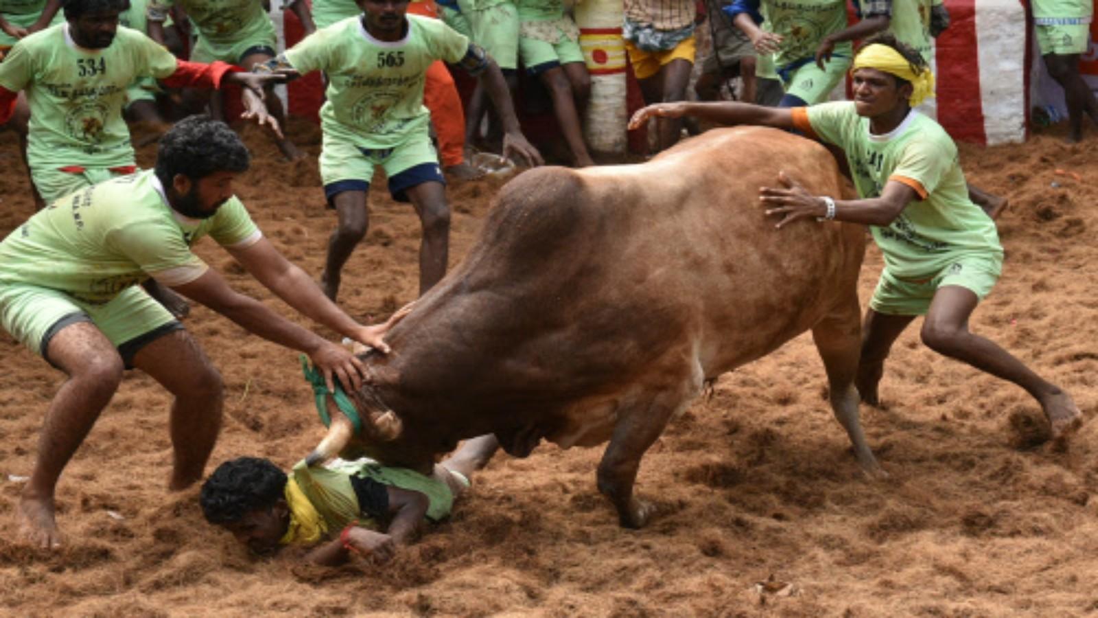 1600x900 Jallikattu: When one risks it all for tradition and pride. City of India Videos