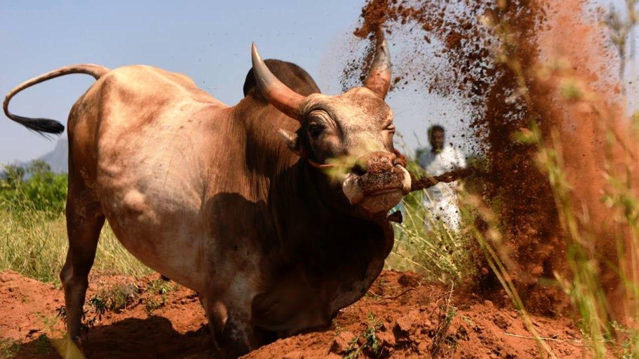 1280x720 Watch & Enjoy Jallikattu 2018 Rhythm Cheers -Bull Fighters Festival-ஜல்லிக்கட்டு திருவிழா-Tamil. Bull image, Bull, Animal welfare board