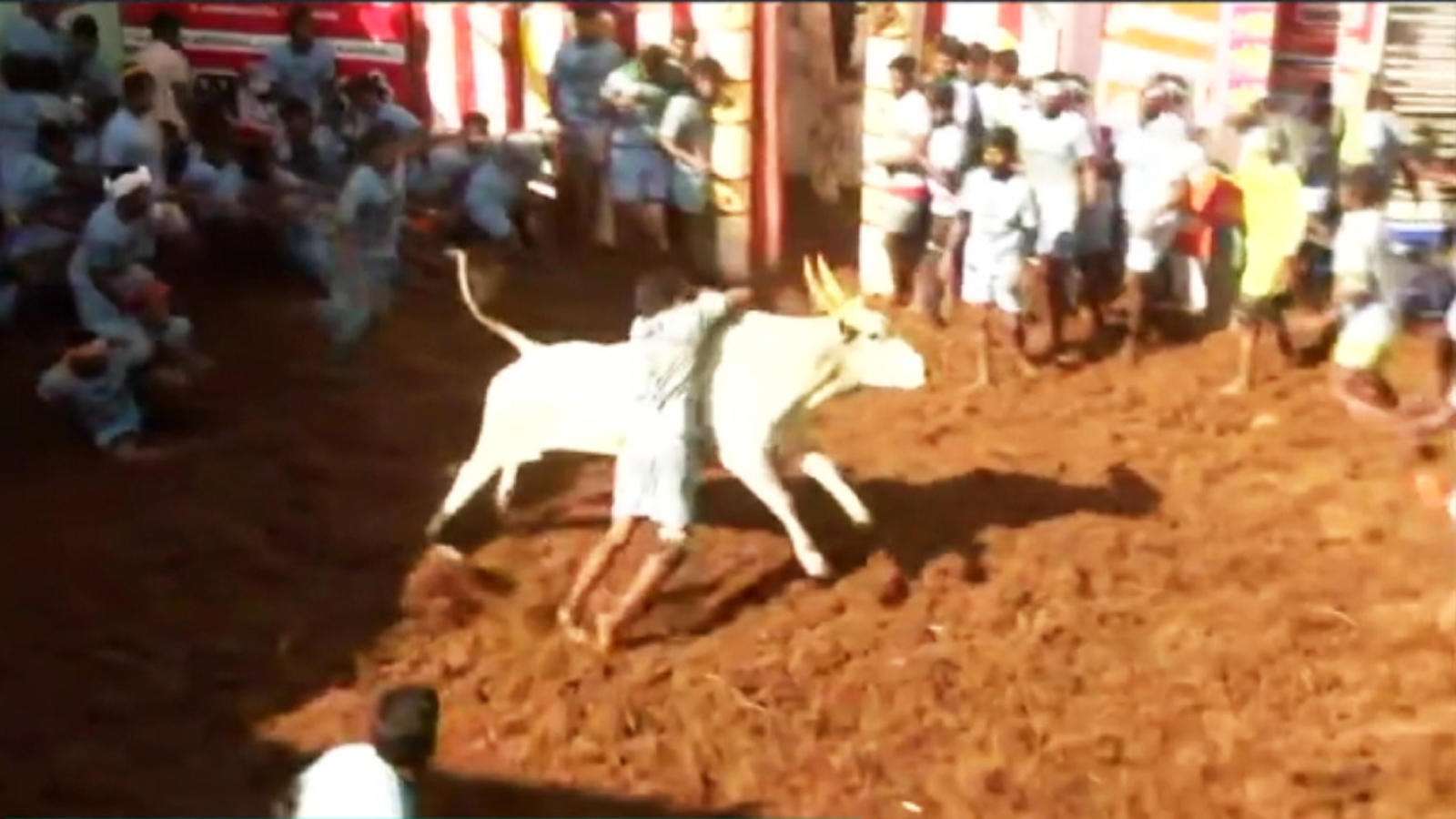 1600x900 madurai jallikattu: Latest News, Videos and Photo of madurai jallikattu. Times of India