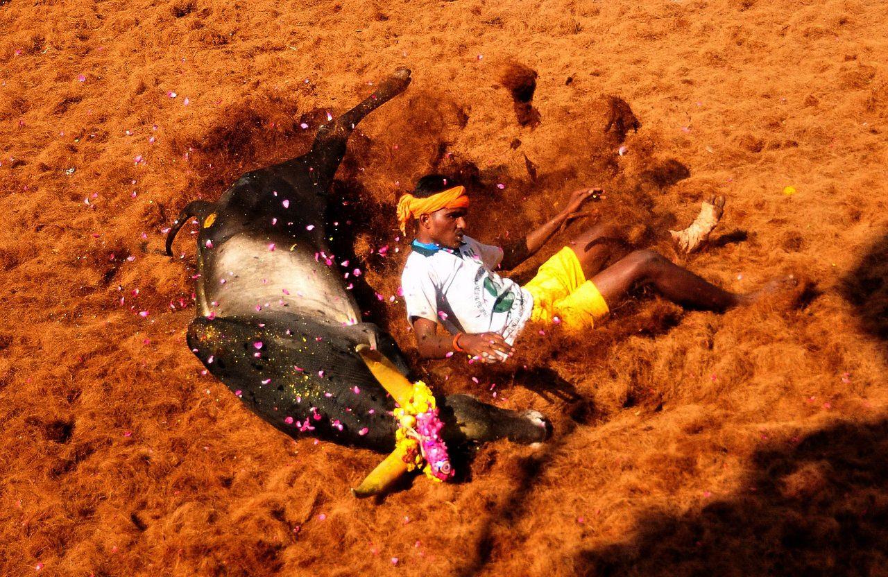 1280x832 Jallikattu Wallpaper HD Image 2017 Wallpaper & Background Download