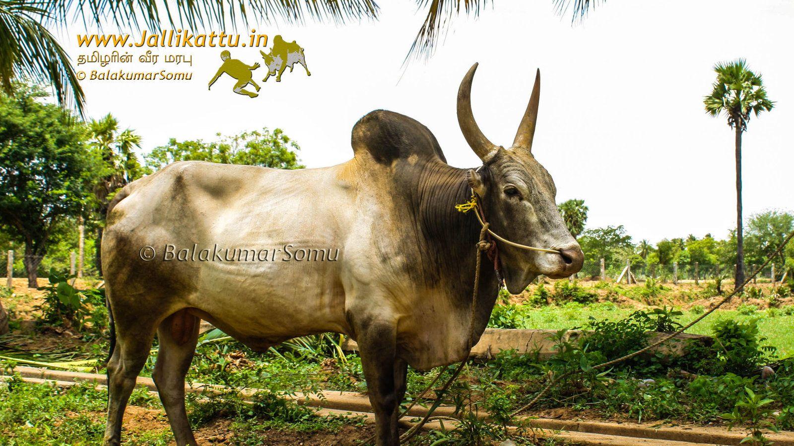 1600x900 Petition · world tamil community: SUPPORT FOR JALLIKATTU ·