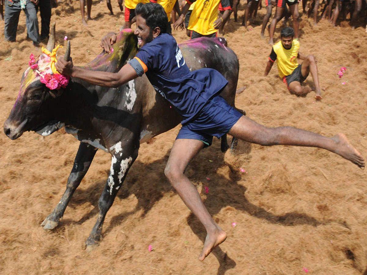 1200x900 Safety norms push up jallikattu costs. Trichy News of India