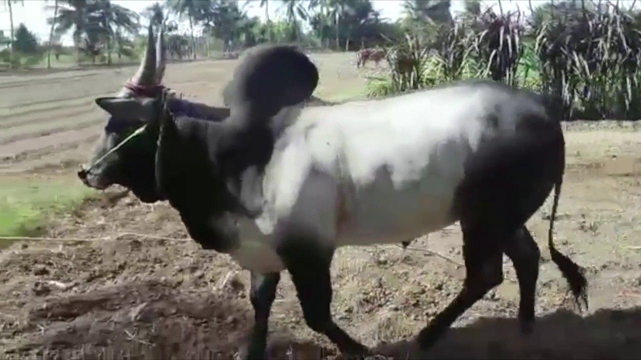 1280x720 Jallikattu Kaalai Photo Kaalai Wallpaper & Background Download