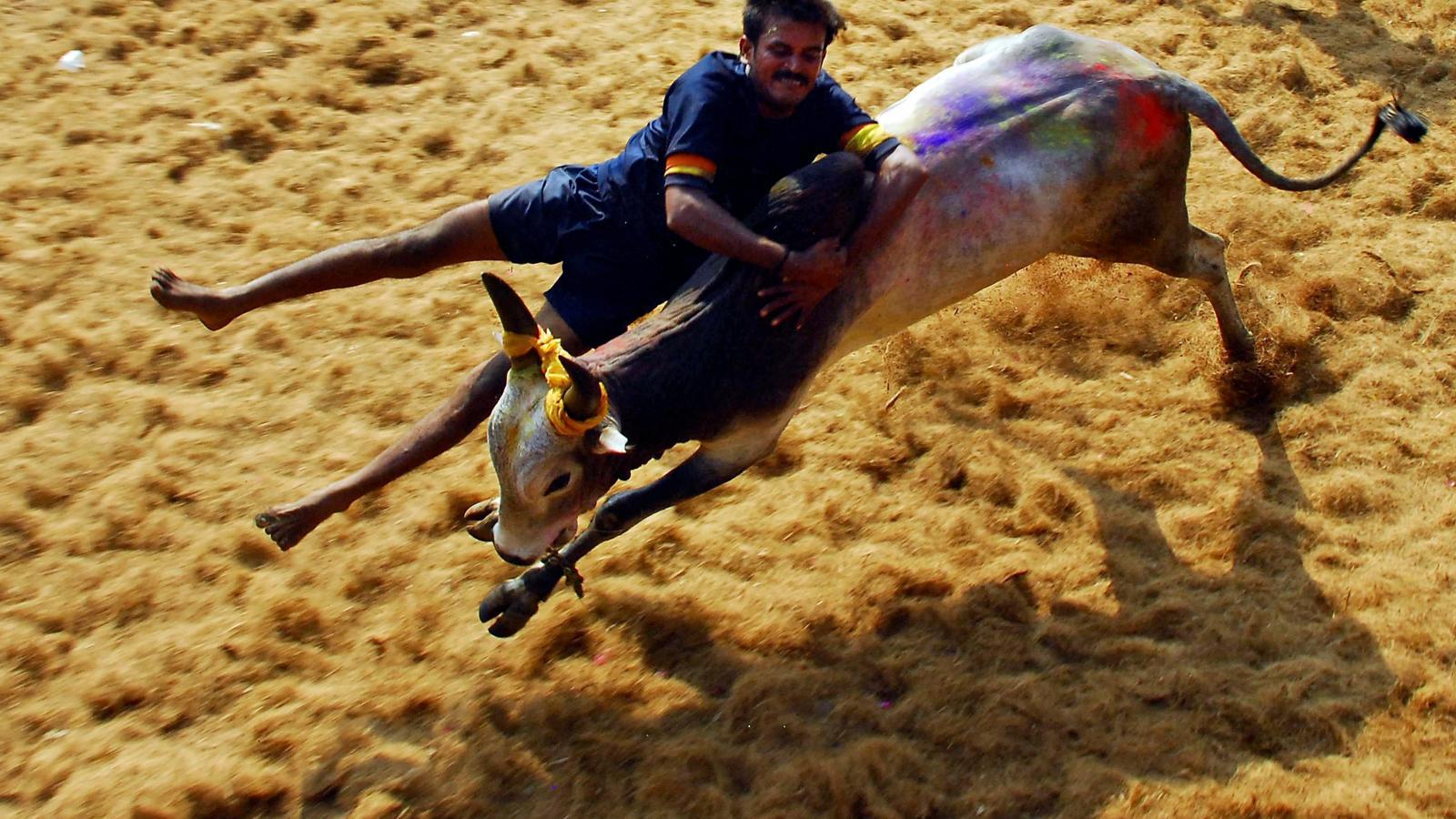 1600x900 Tamil Nadu's Jallikattu protest is just that: a rampaging bull on the loose in the delicate Indian landscape