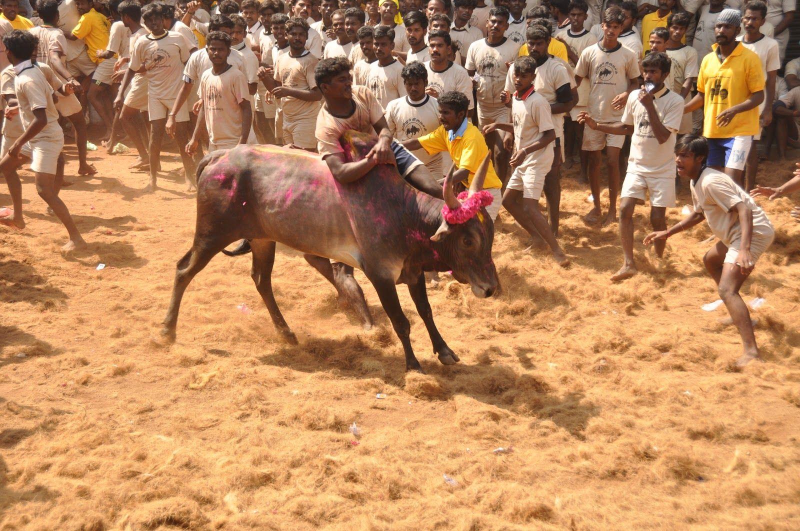 1600x1062 popular celebrity tattoos: jallikattu in madurai pictues, jallikattu in madurai photo, jallikattu in madurai wallpaper, jallikattu in madurai photo gallary, jallikattu in madurai image gallary, jallikattu in madurai stills, jallikattu in madurai gallary