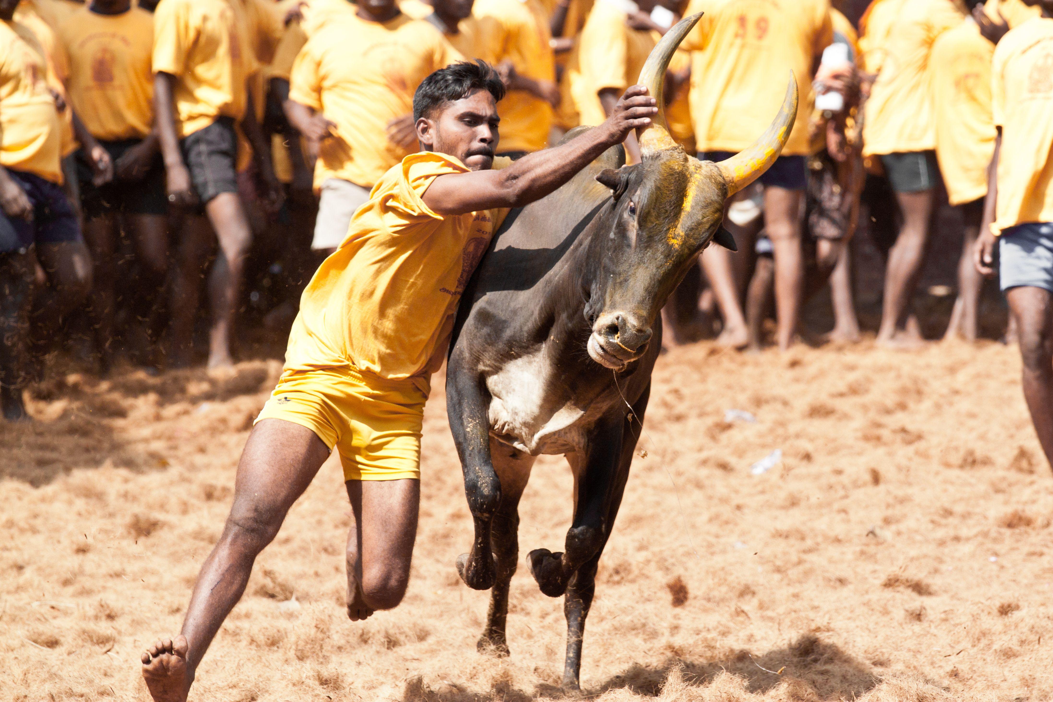 4389x2926 Tamil Nadu: One Person Dead & Over 100 Injured During Jallikattu