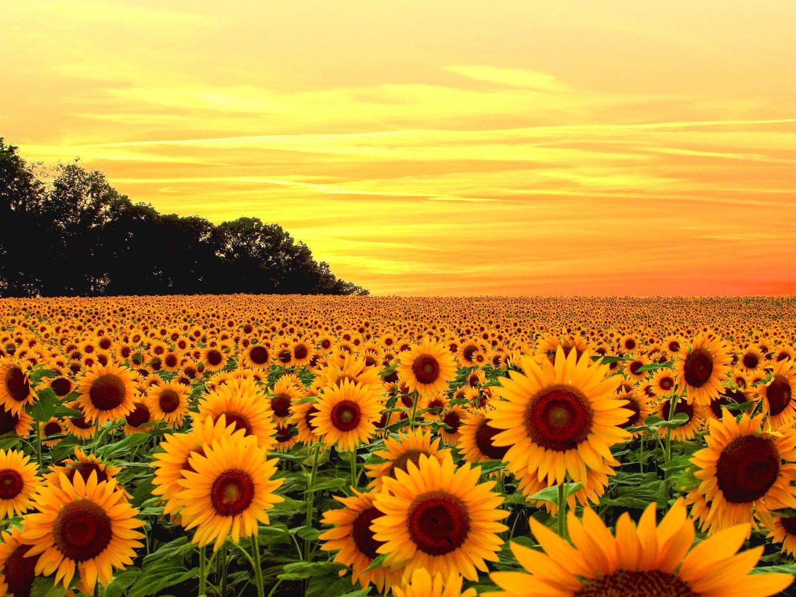 1600x1200 Flower Aesthetic Wallpaper 1600×1200
