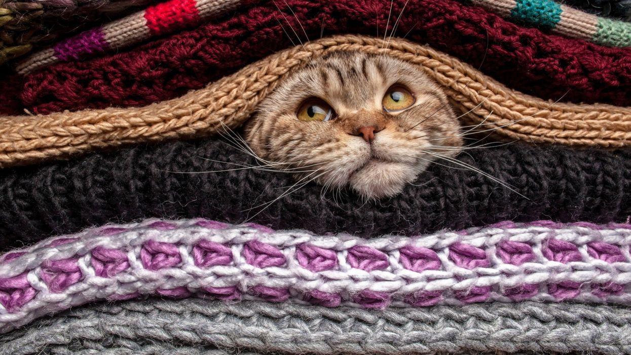 1245x700 Ats Snout Sweater Animals wallpaperx1440