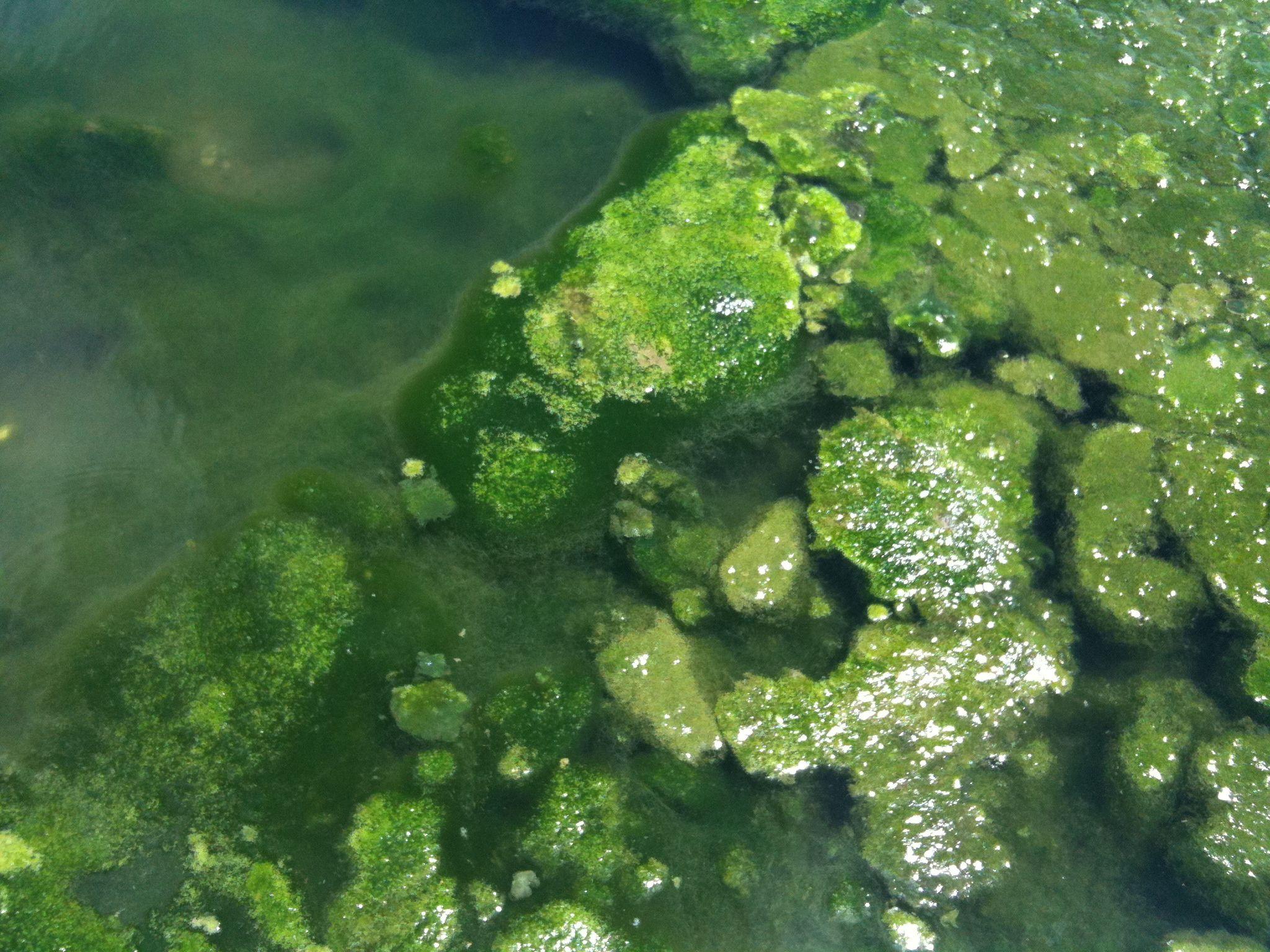 2048x1536 green algae