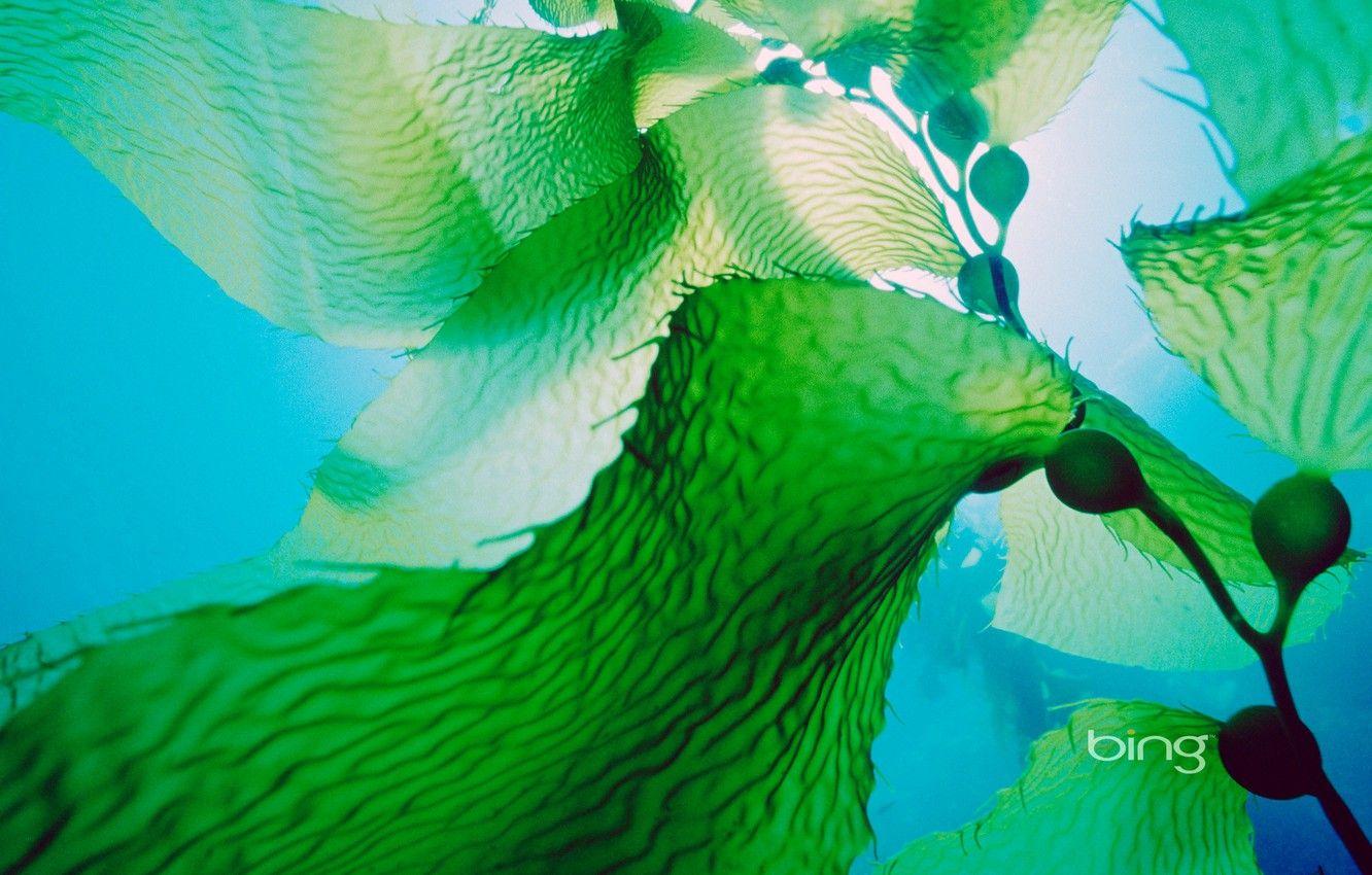 1332x850 Wallpaper sea, leaves, water, algae .
